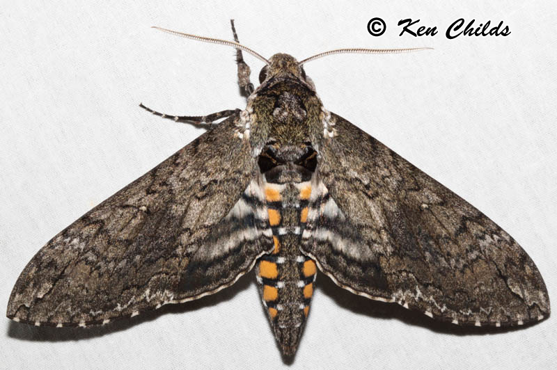 manduca sexta sphinx carolina brown moths yellow 1763 linnaeus north identification sphingidae butterflies forewing