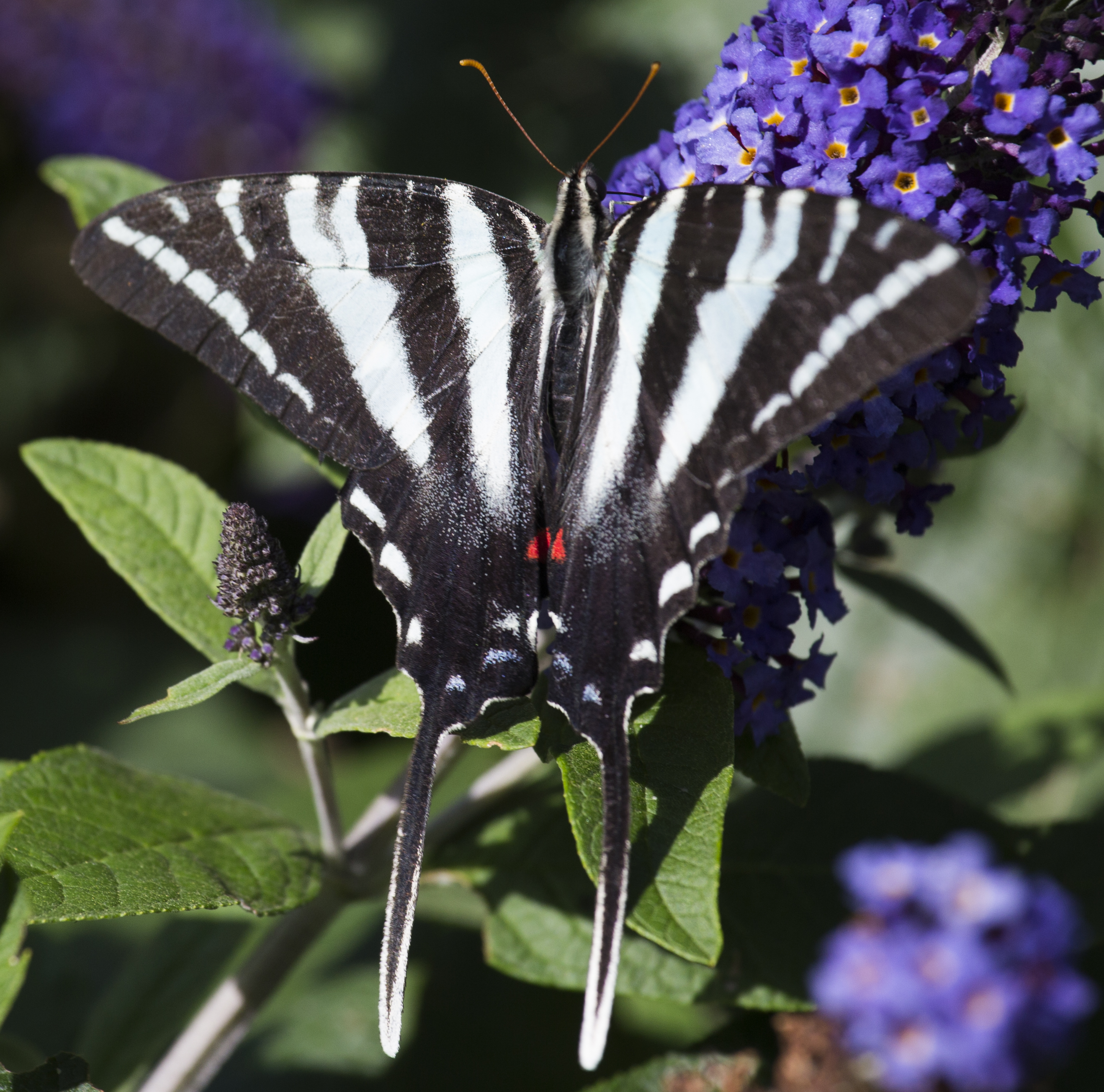 Kentucky Butterflies and Moths of North America