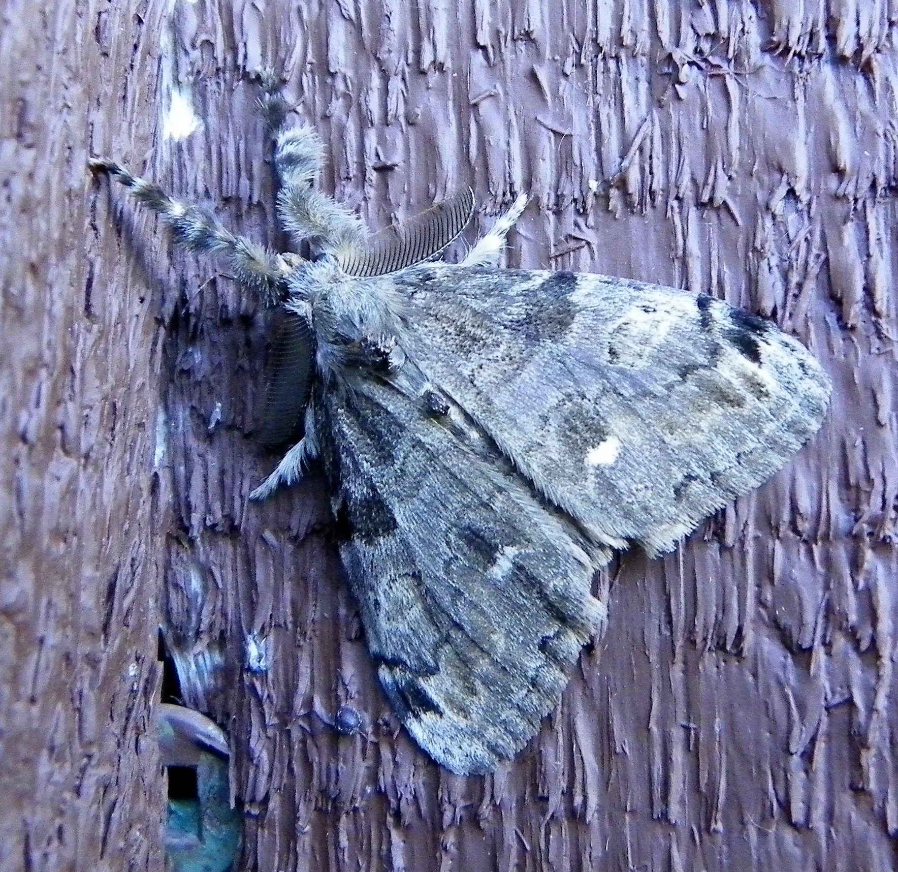 white marked tussock moth