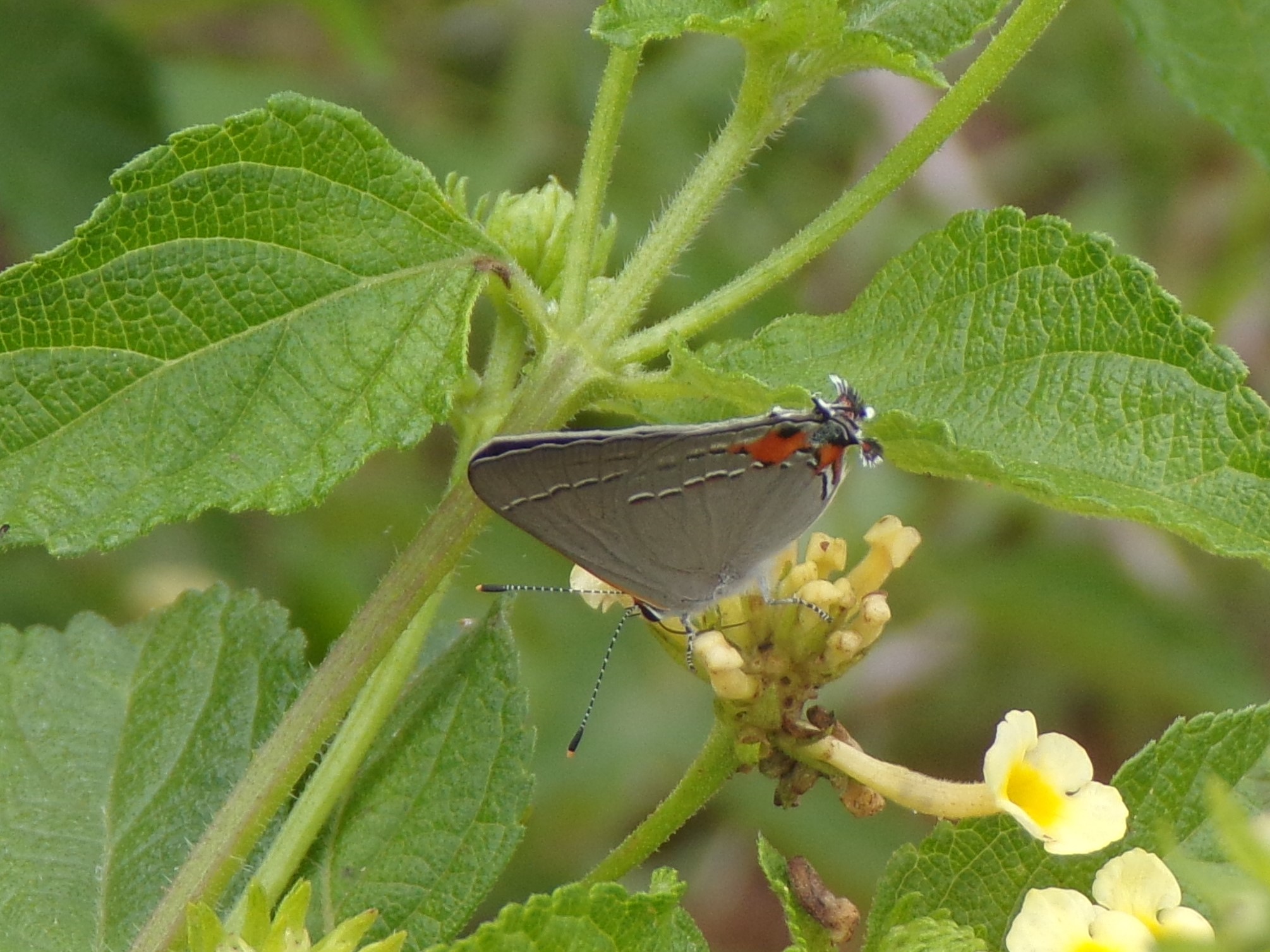 Georgia Butterflies And Moths Of North America   106 0442 2 