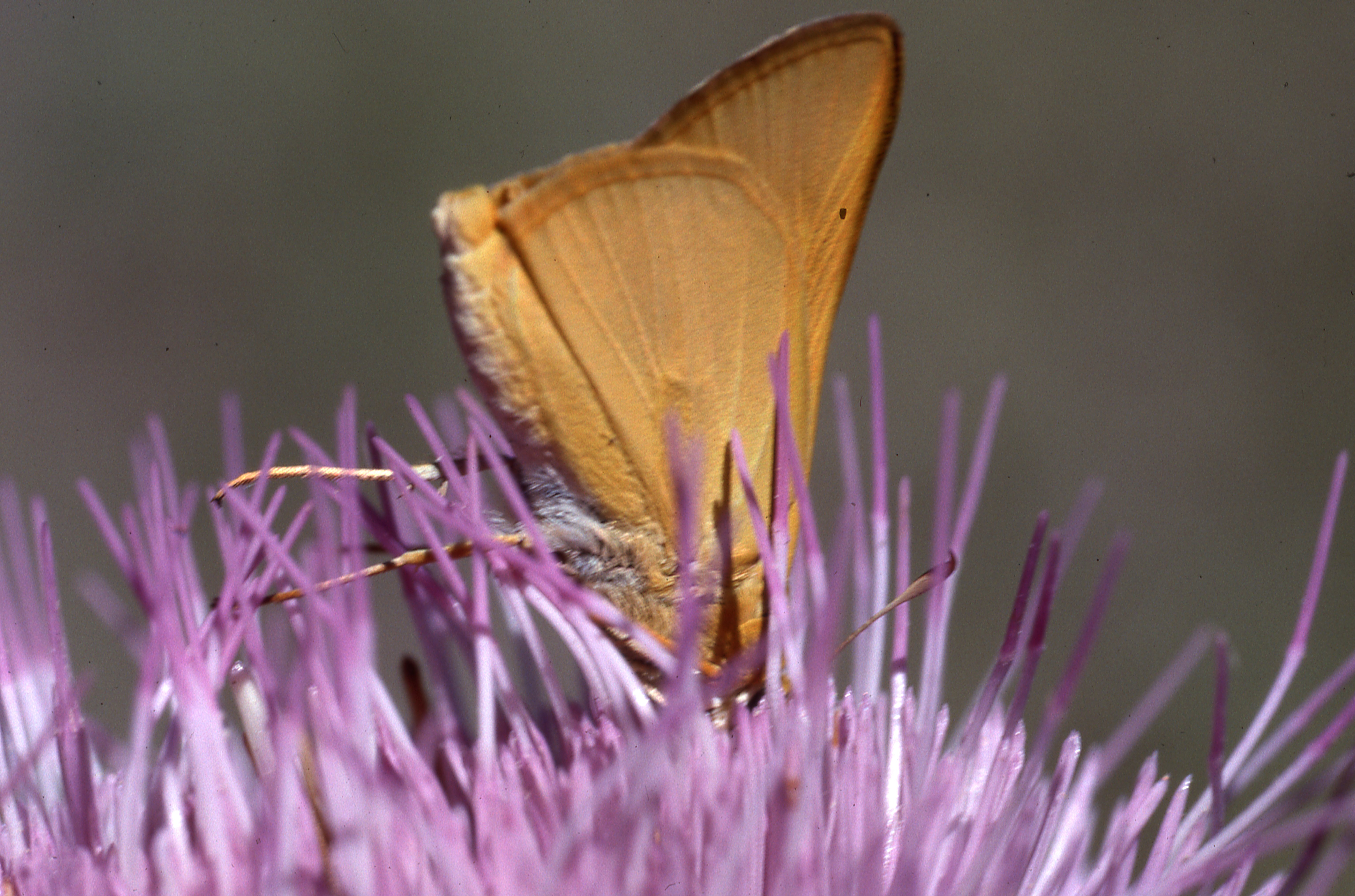 Sighting 1246883 Butterflies and Moths of North America