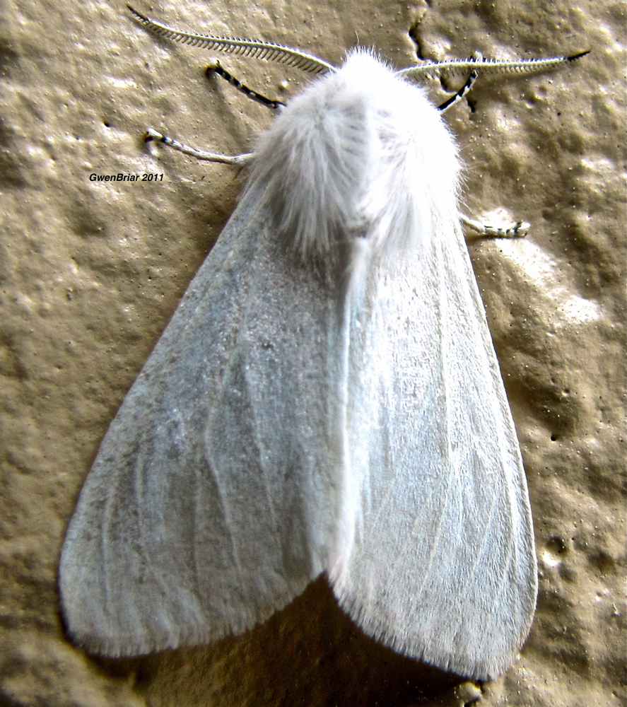 white moths in wisconsin        <h3 class=