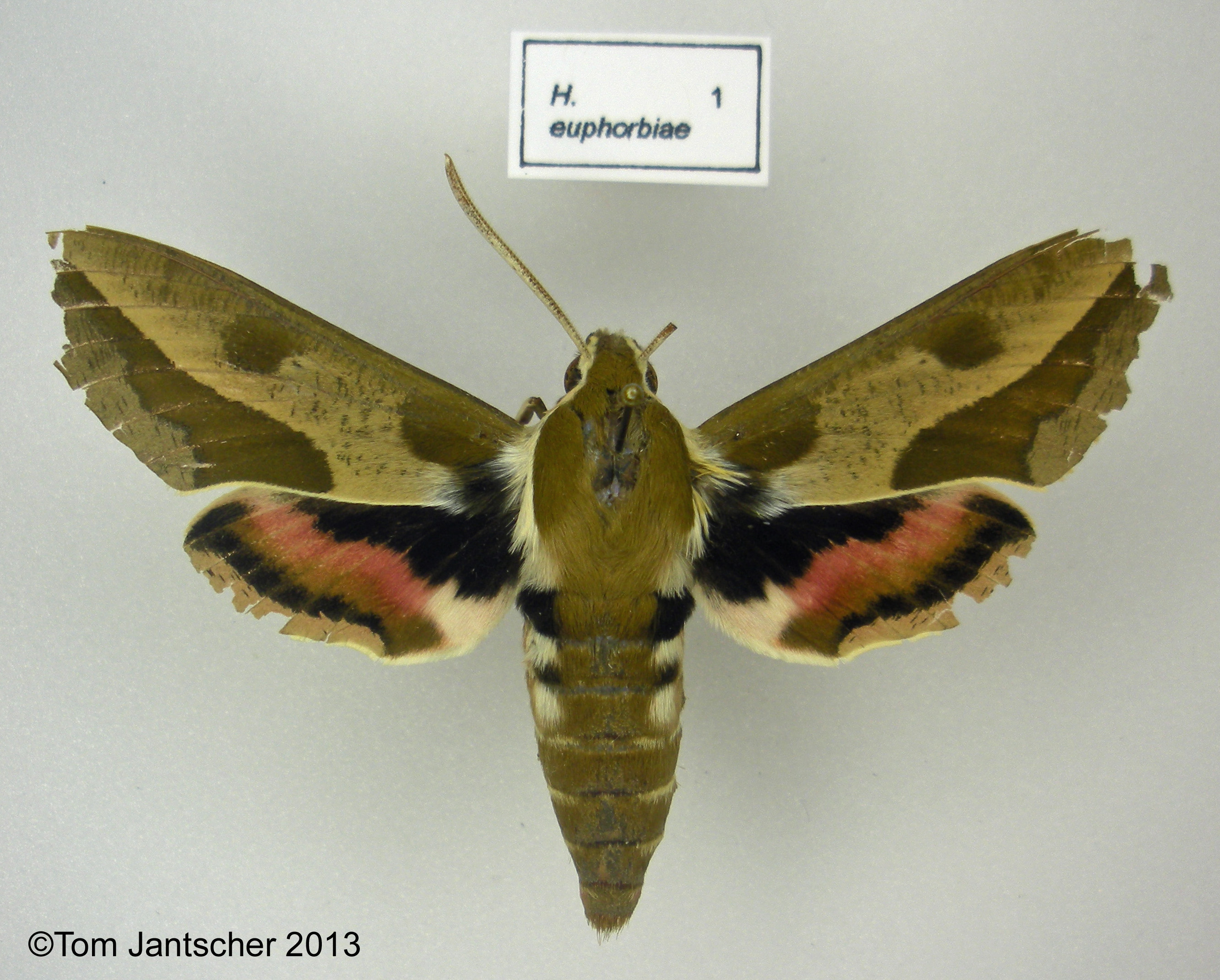 Spurge Hawk Moth Caterpillar