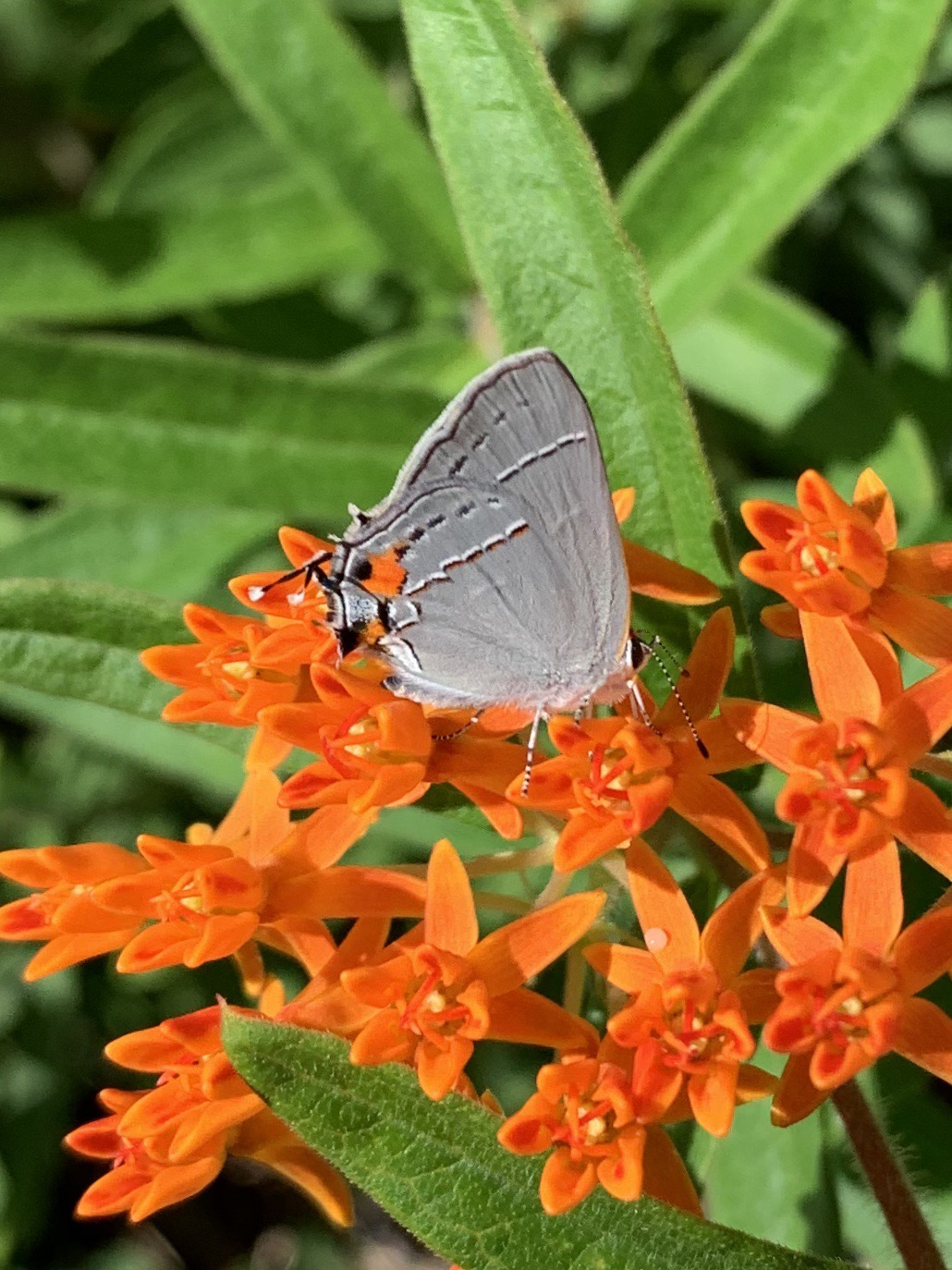 Georgia | Butterflies And Moths Of North America