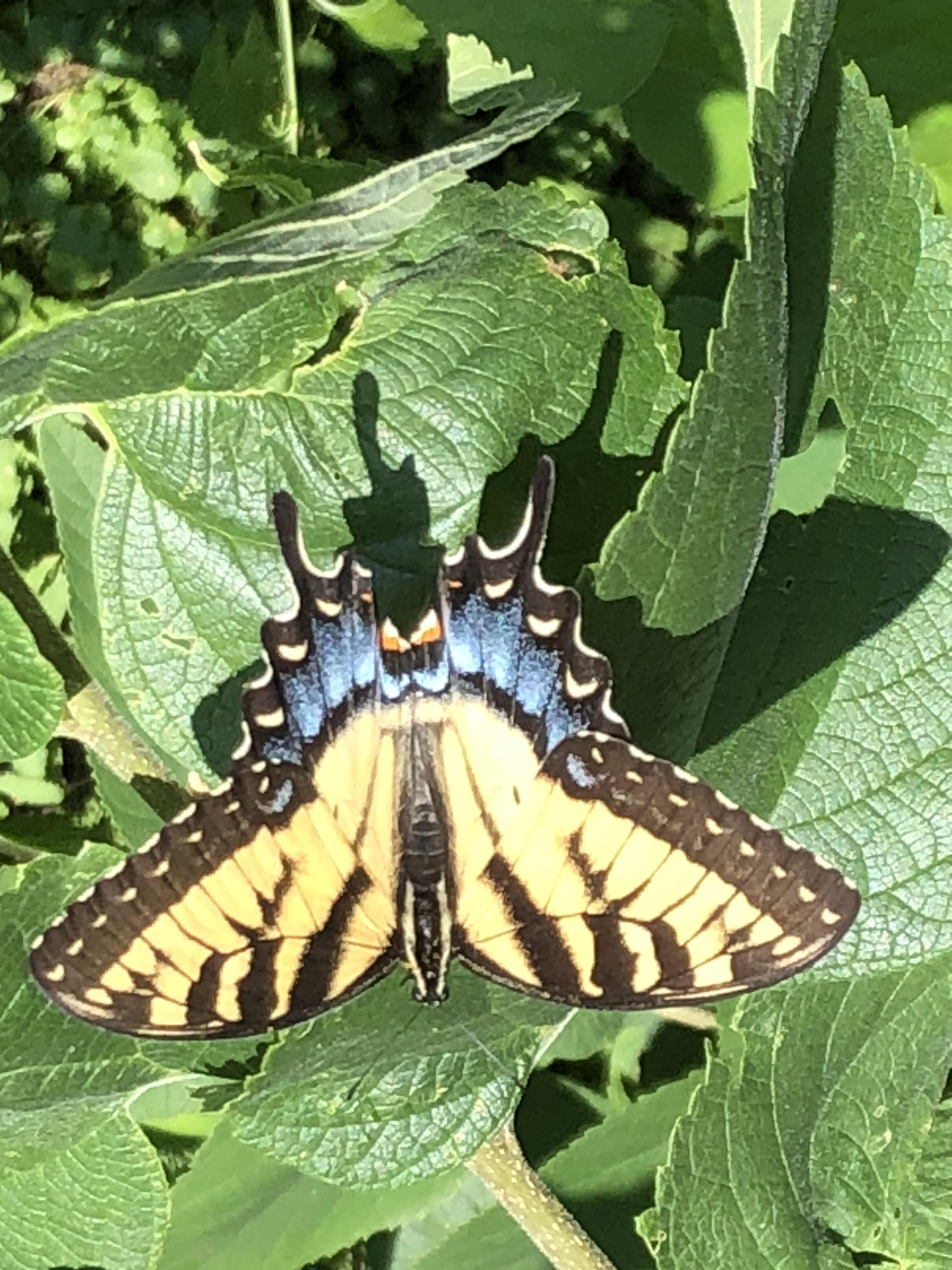 Minnesota Butterflies and Moths of North America