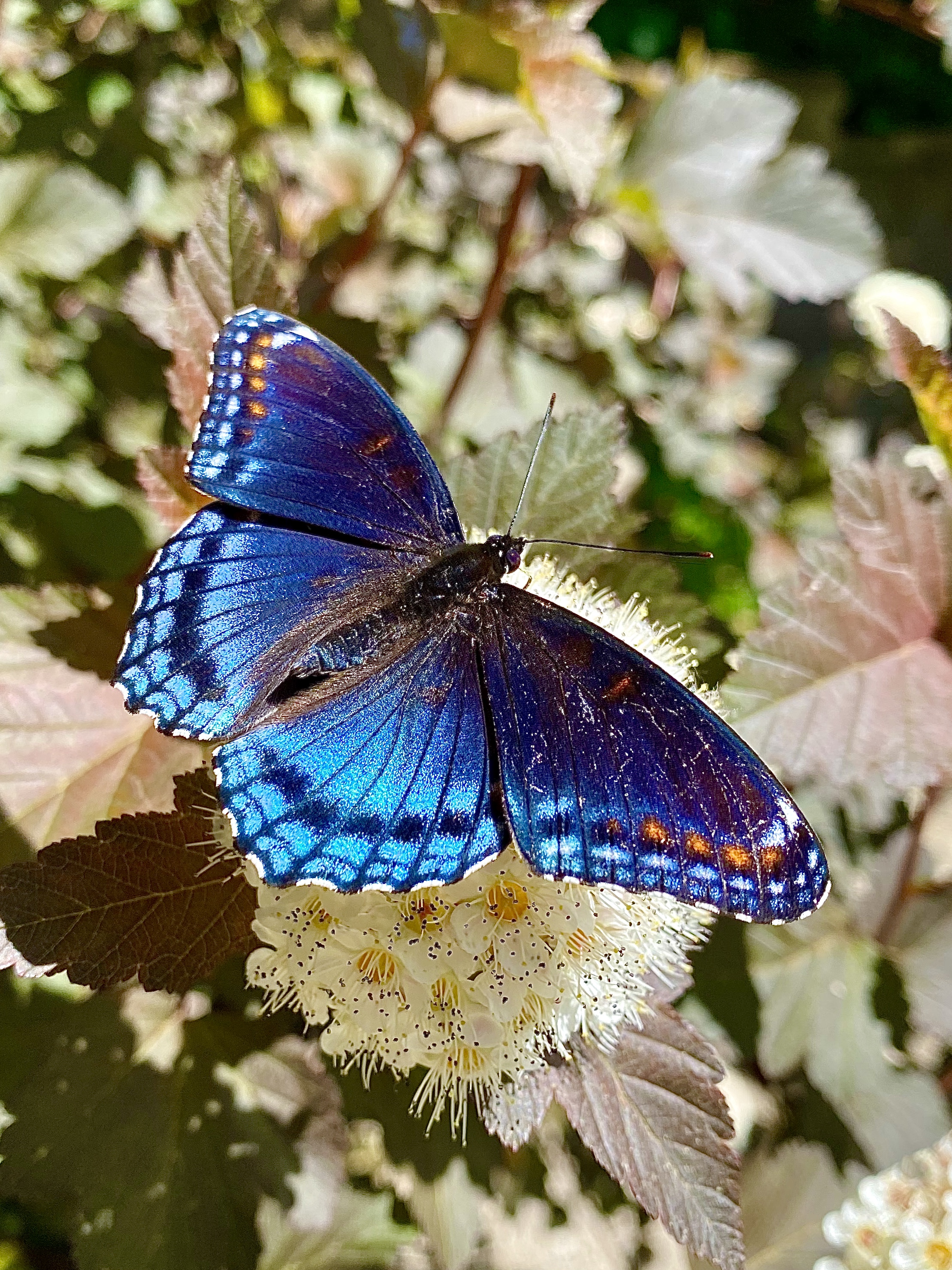 Wisconsin | Butterflies And Moths Of North America