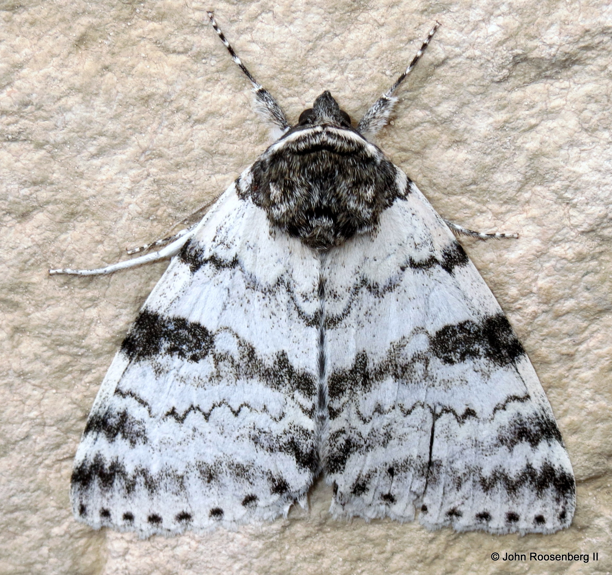8803   White Underwing Moth   2014 09 22 0 
