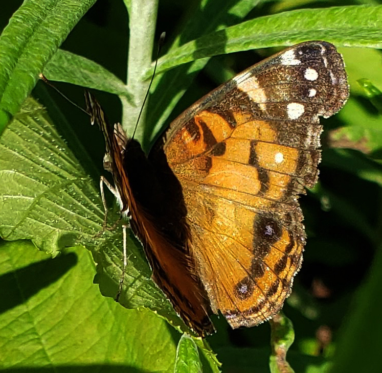 Wisconsin | Butterflies and Moths of North America