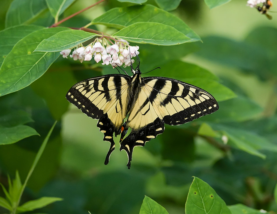 New York | Butterflies and Moths of North America