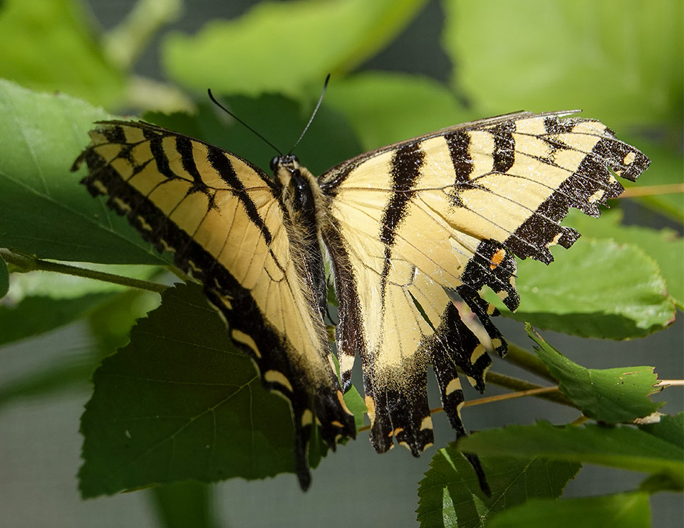 New York | Butterflies and Moths of North America