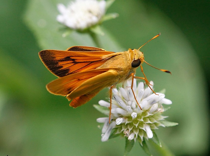 Butterfly, Moth, and Caterpillar Photographs from Chiapas | Butterflies ...