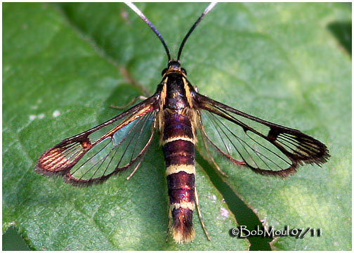 Resplendent Shield Bearer Moth Family Heliozelidae Stock Vector (Royalty  Free) 1389175901