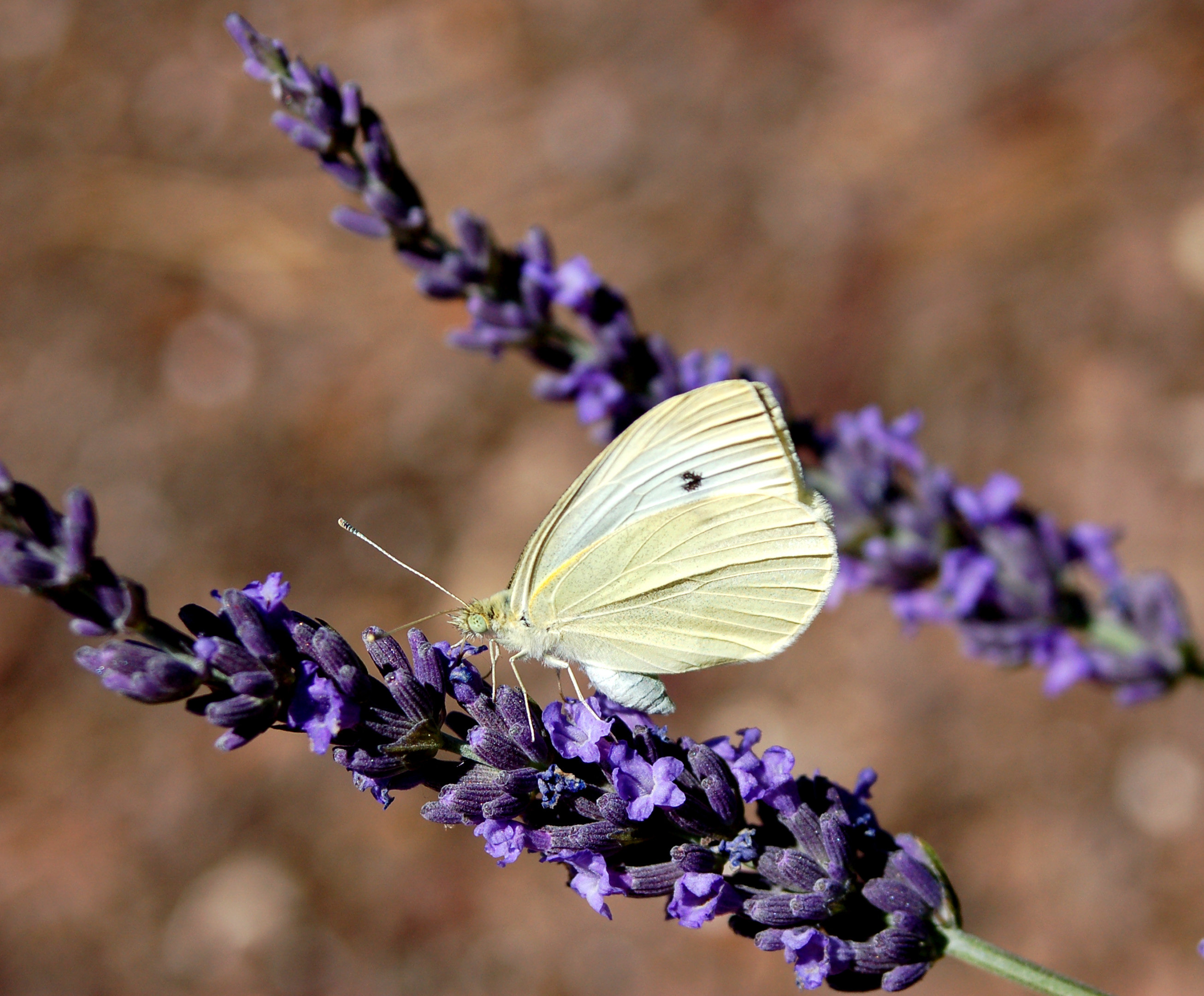 Idaho | Butterflies and Moths of North America