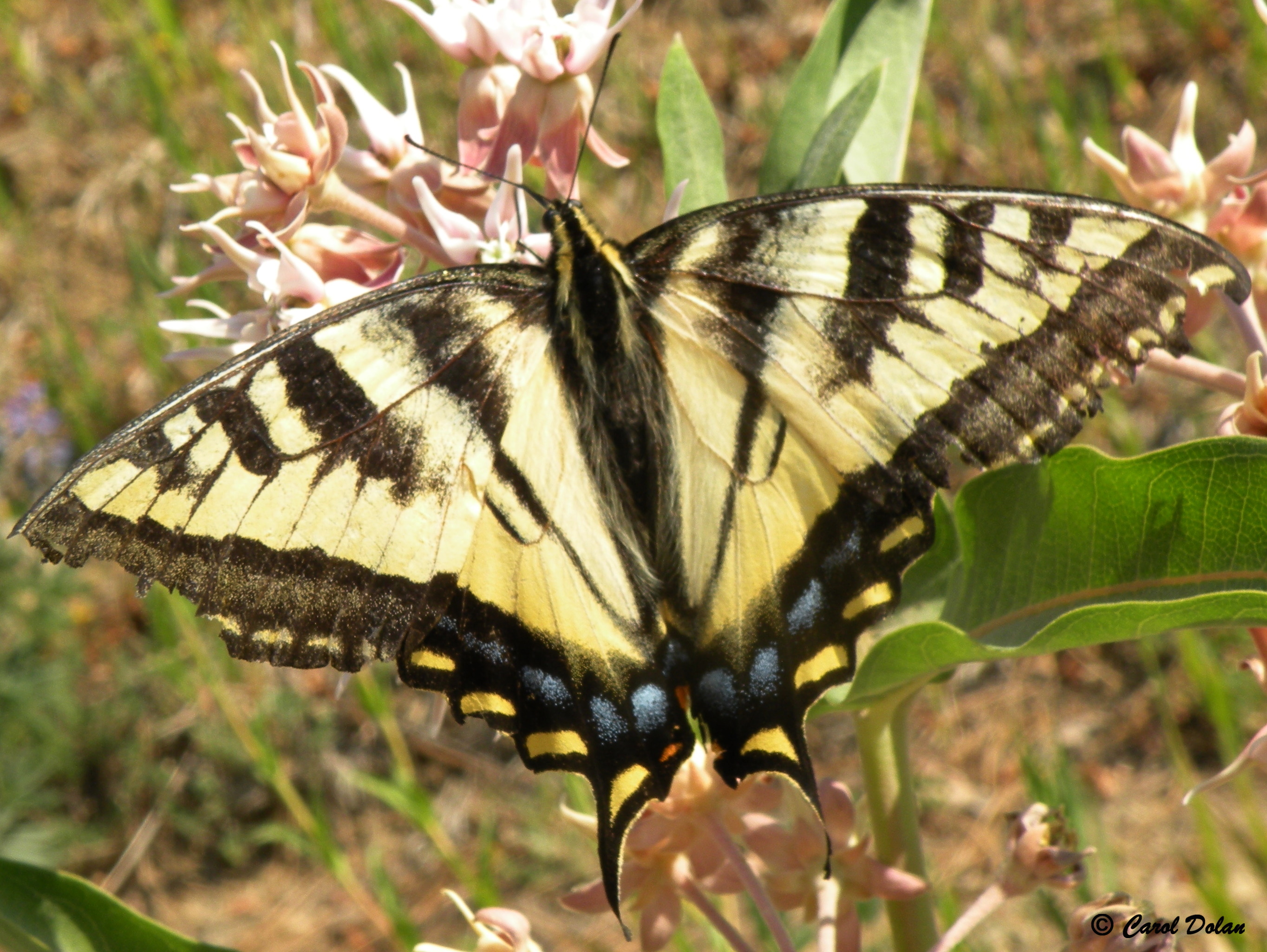 female eastern tiger swallowtail butterfly