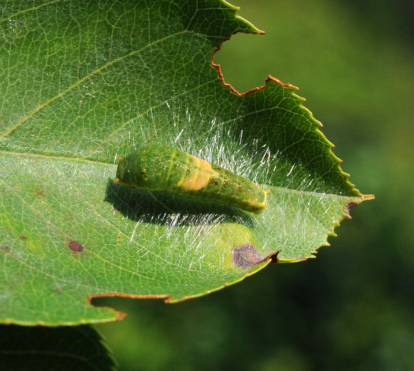 Butterfly, Moth, and Caterpillar Photographs from Newfoundland and ...