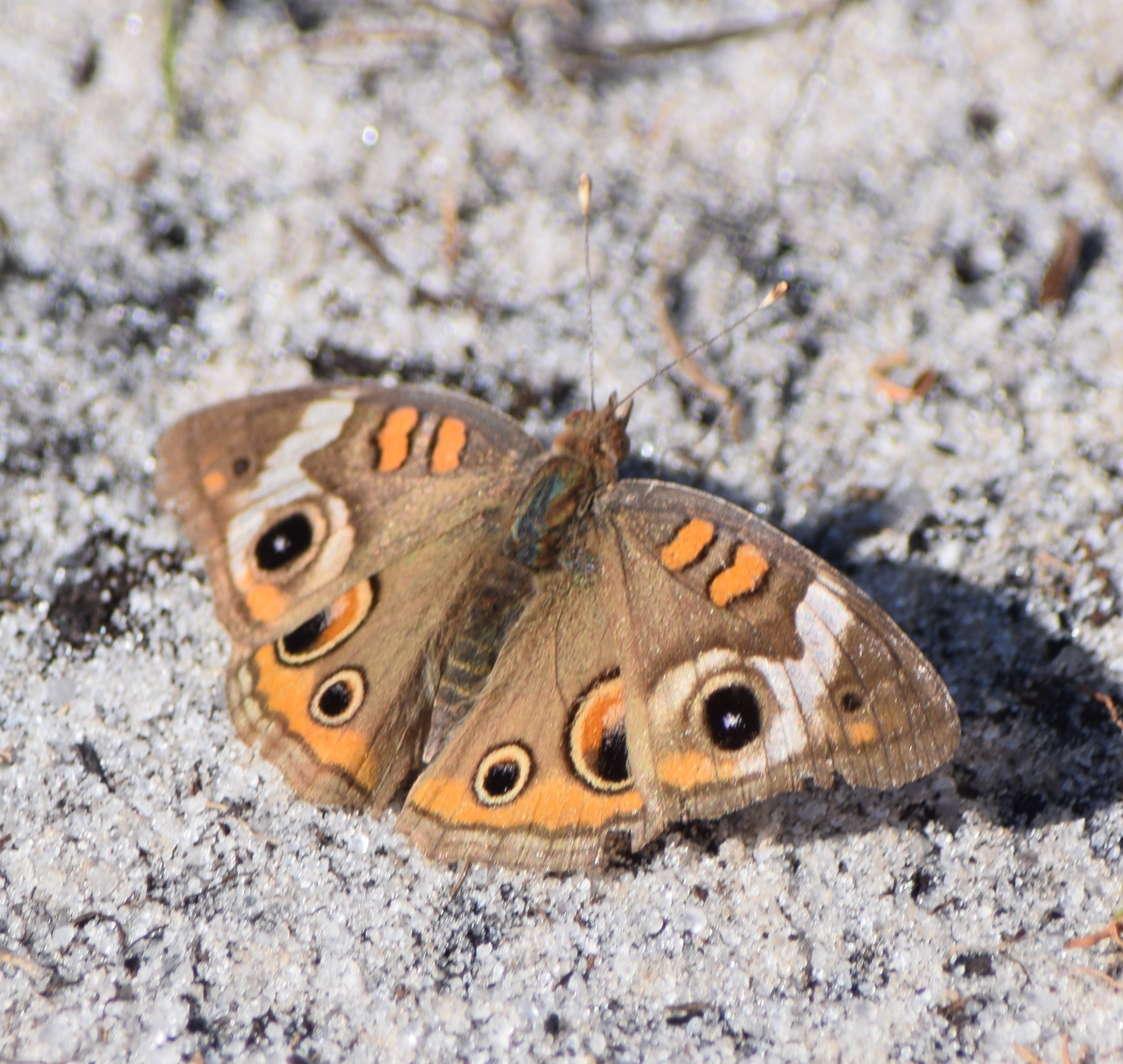 Florida Butterflies and Moths of North America