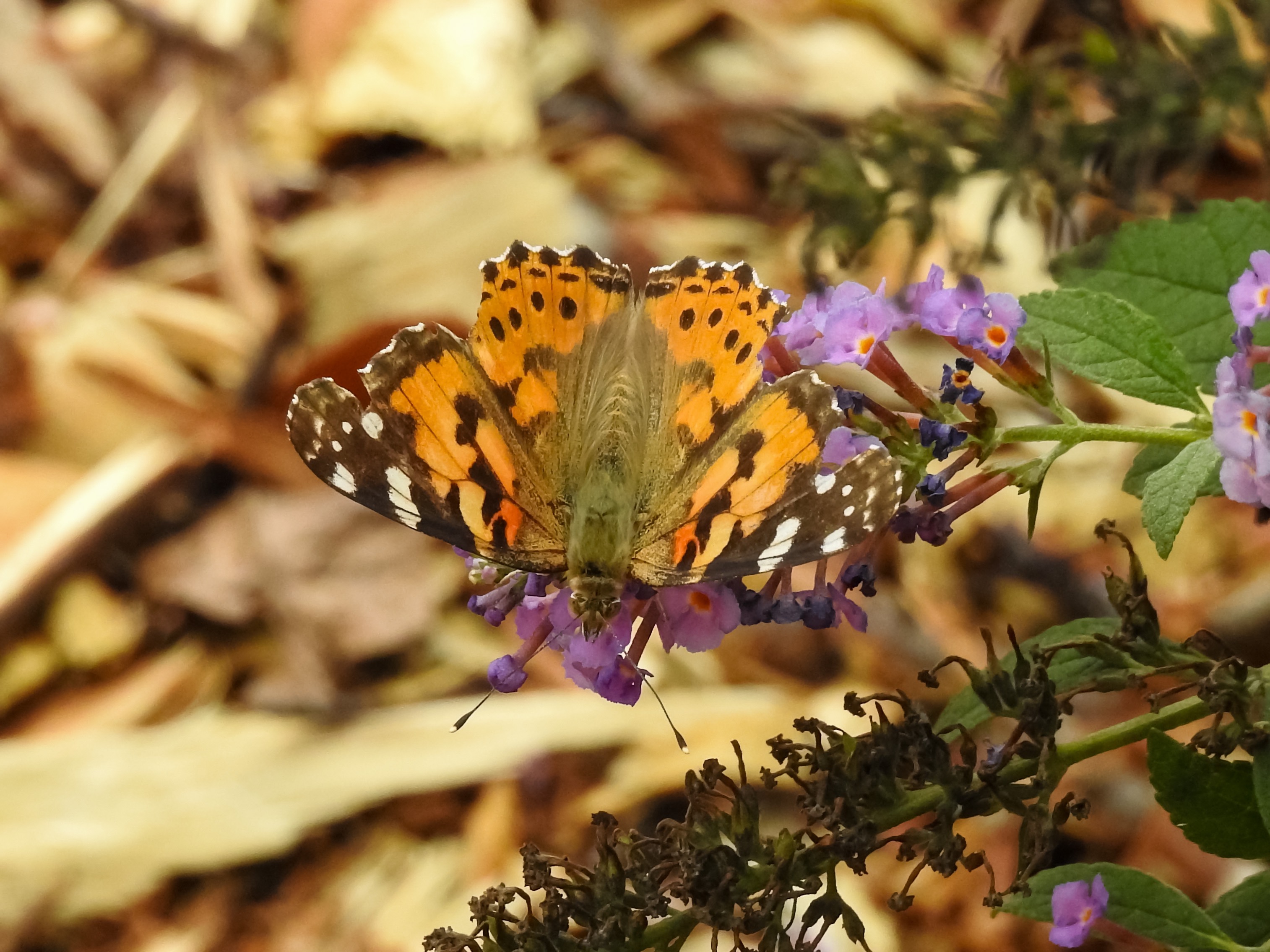 Arkansas Butterflies and Moths by Lori A. Spencer
