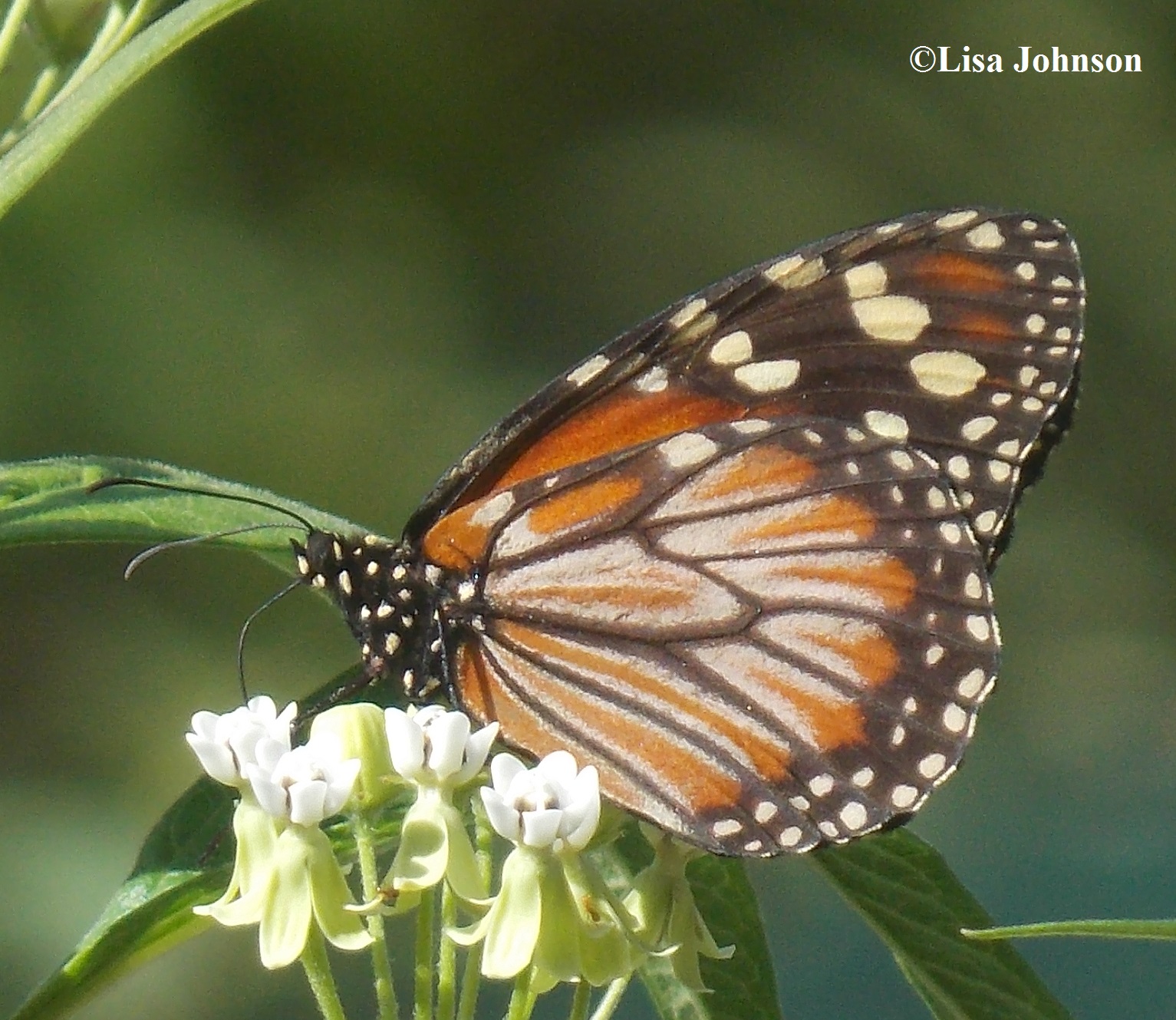 wild republic butterfly