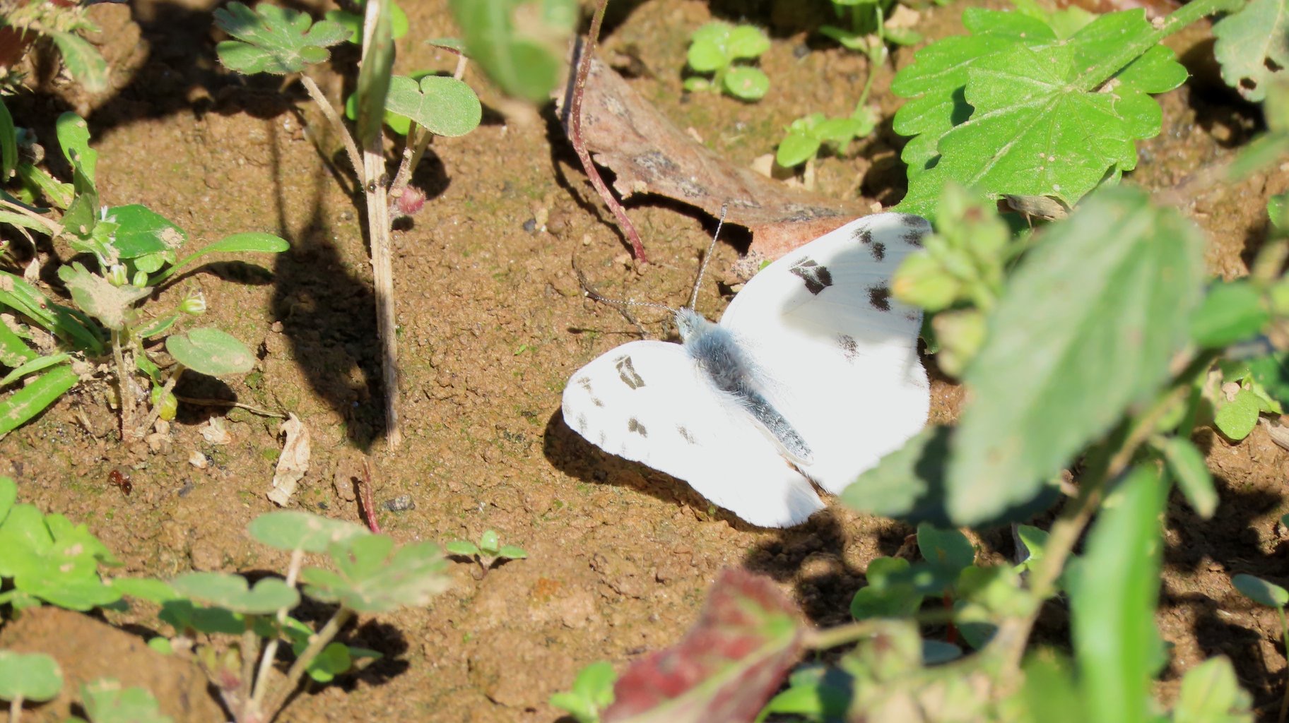 Georgia Butterflies And Moths Of North America   F333b3b5 179a 4886 A64f Ae2914bc7054 