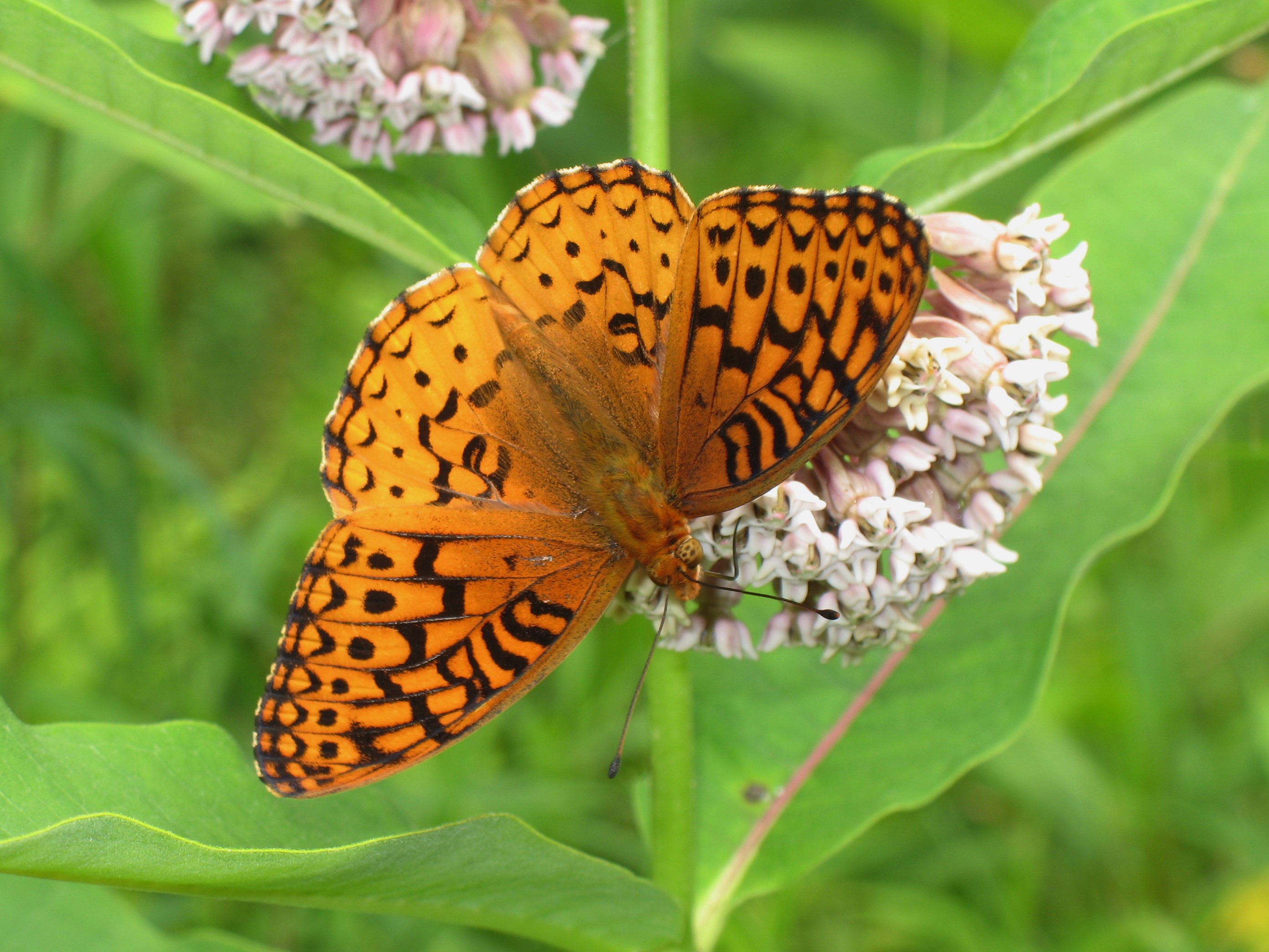 Pennsylvania Butterflies and Moths of North America