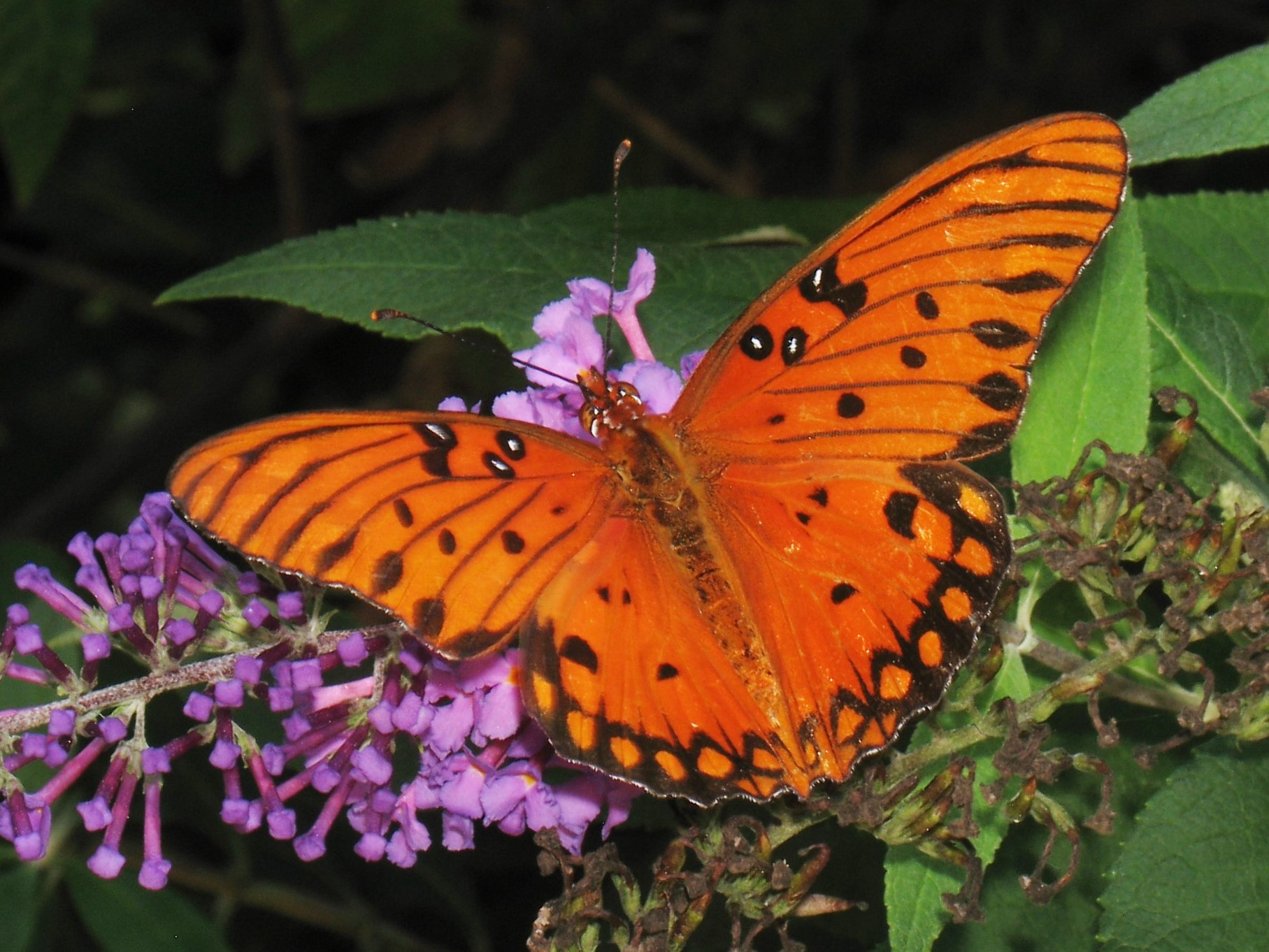 Georgia | Butterflies and Moths of North America