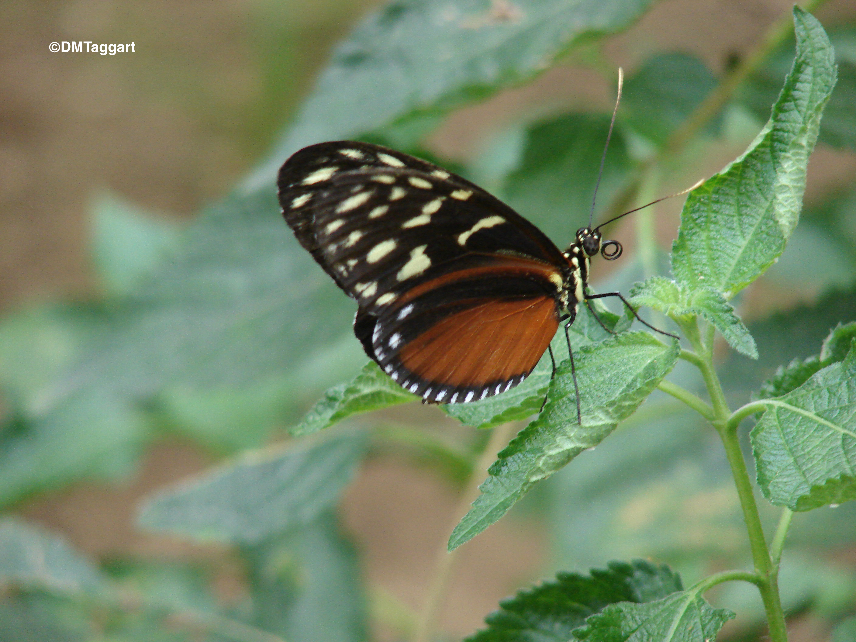 Hecale Longwing Heliconius hecale (Fabricius, 1776) | Butterflies and