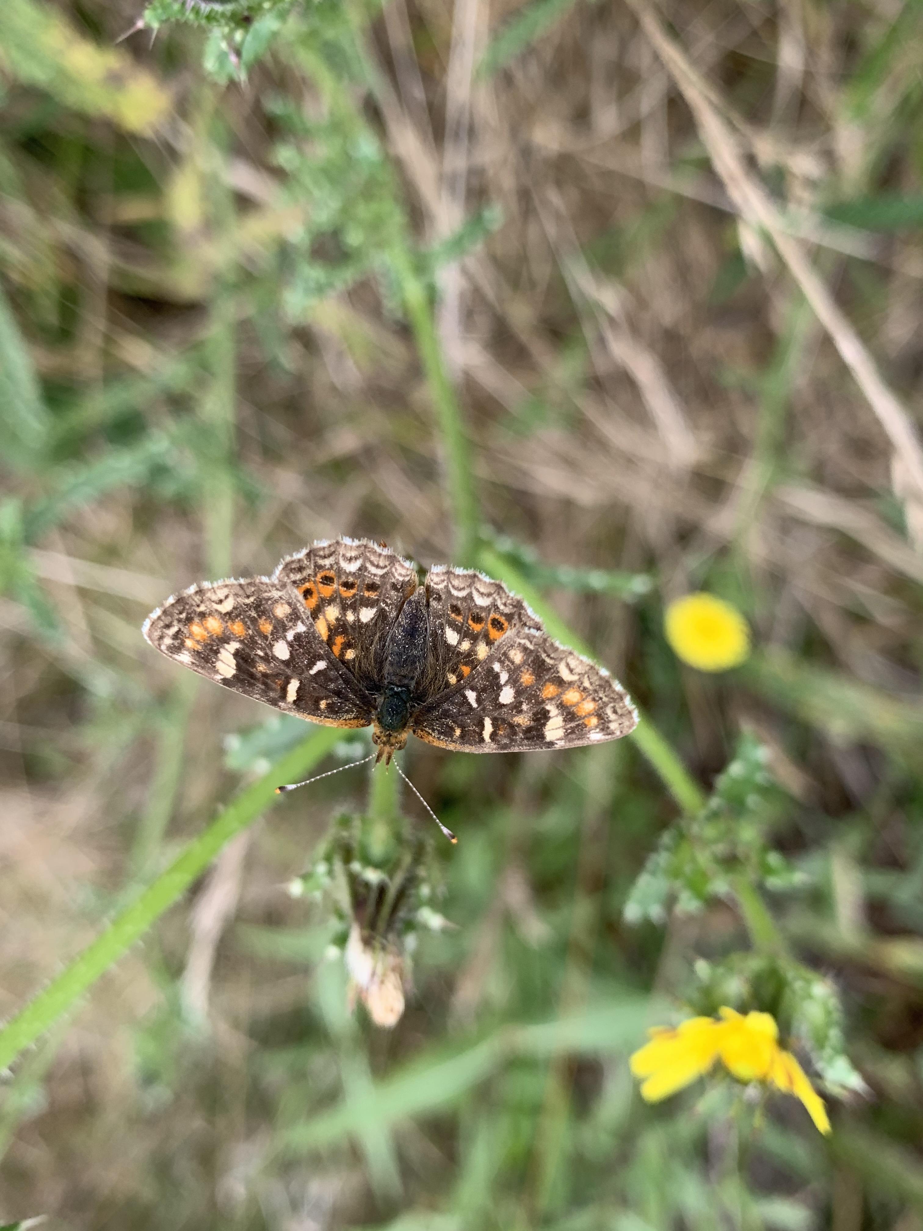 California | Butterflies and Moths of North America