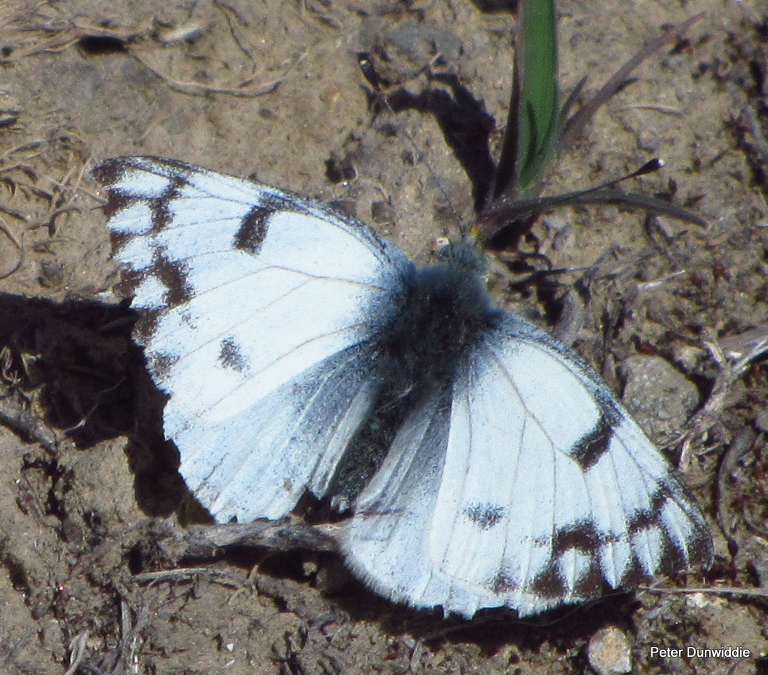 White butterfly » Manaaki Whenua