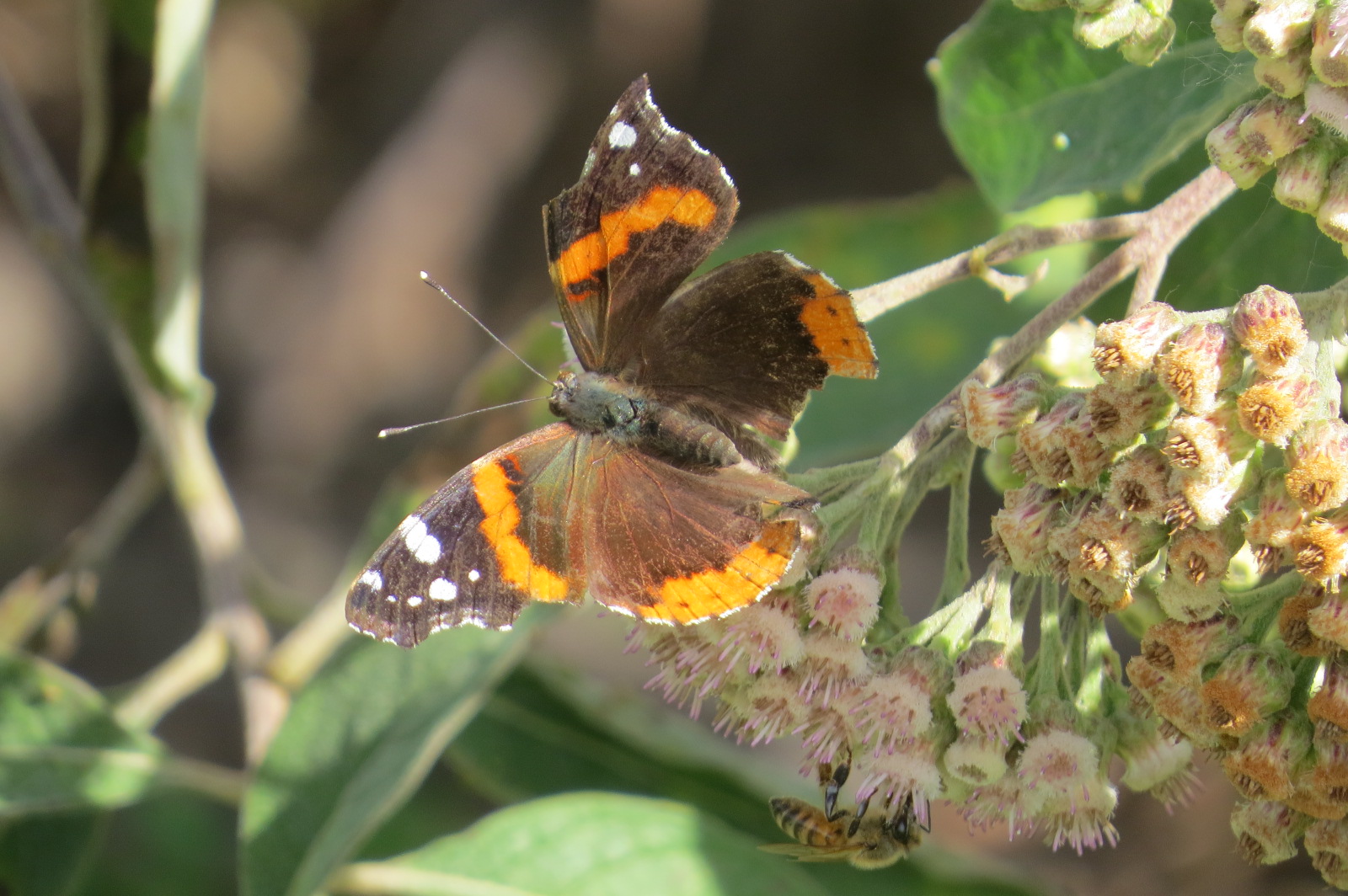 Florida | Butterflies and Moths of North America