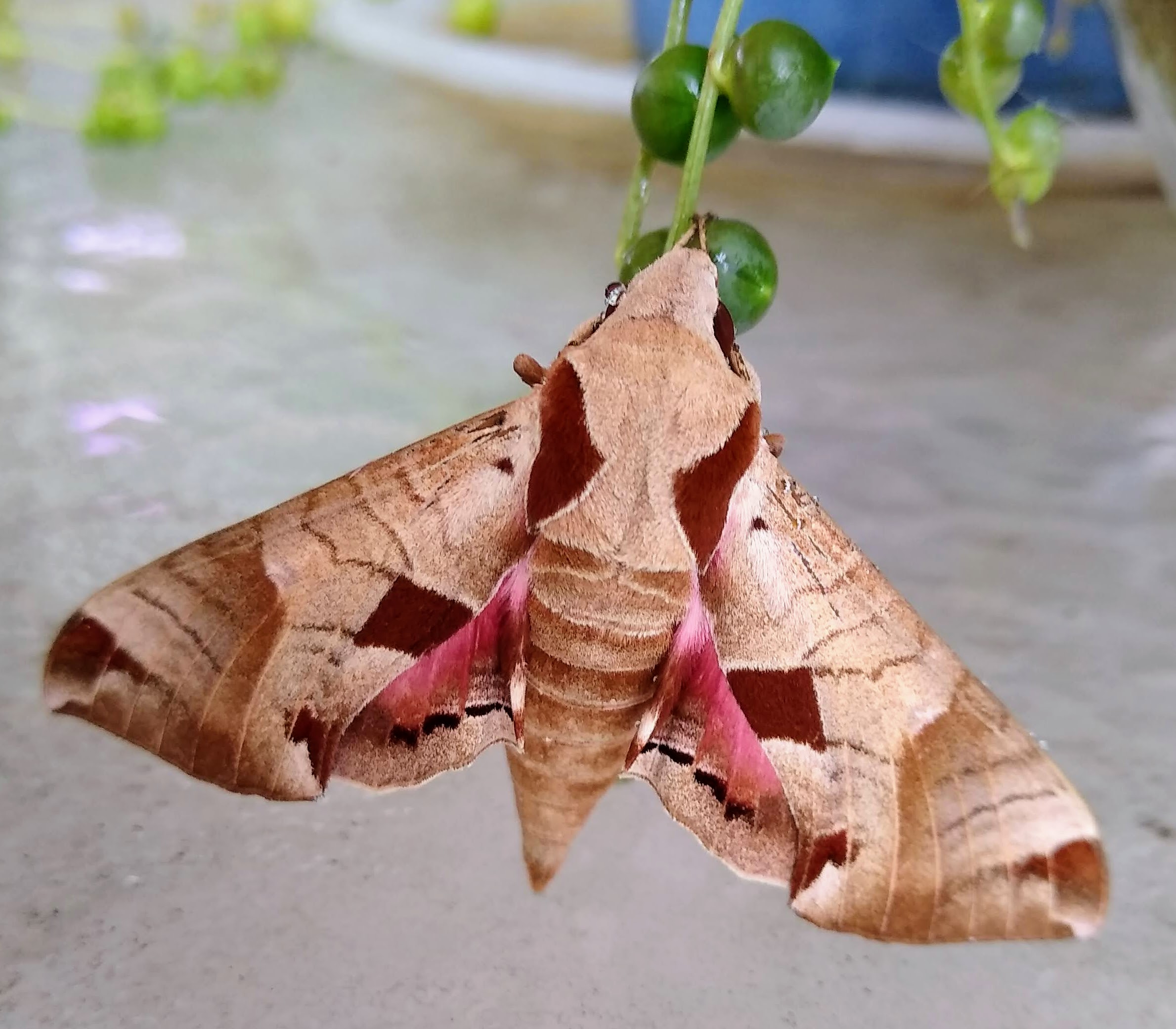 Sphinx Moths (Hawk Moths)  Missouri Department of Conservation