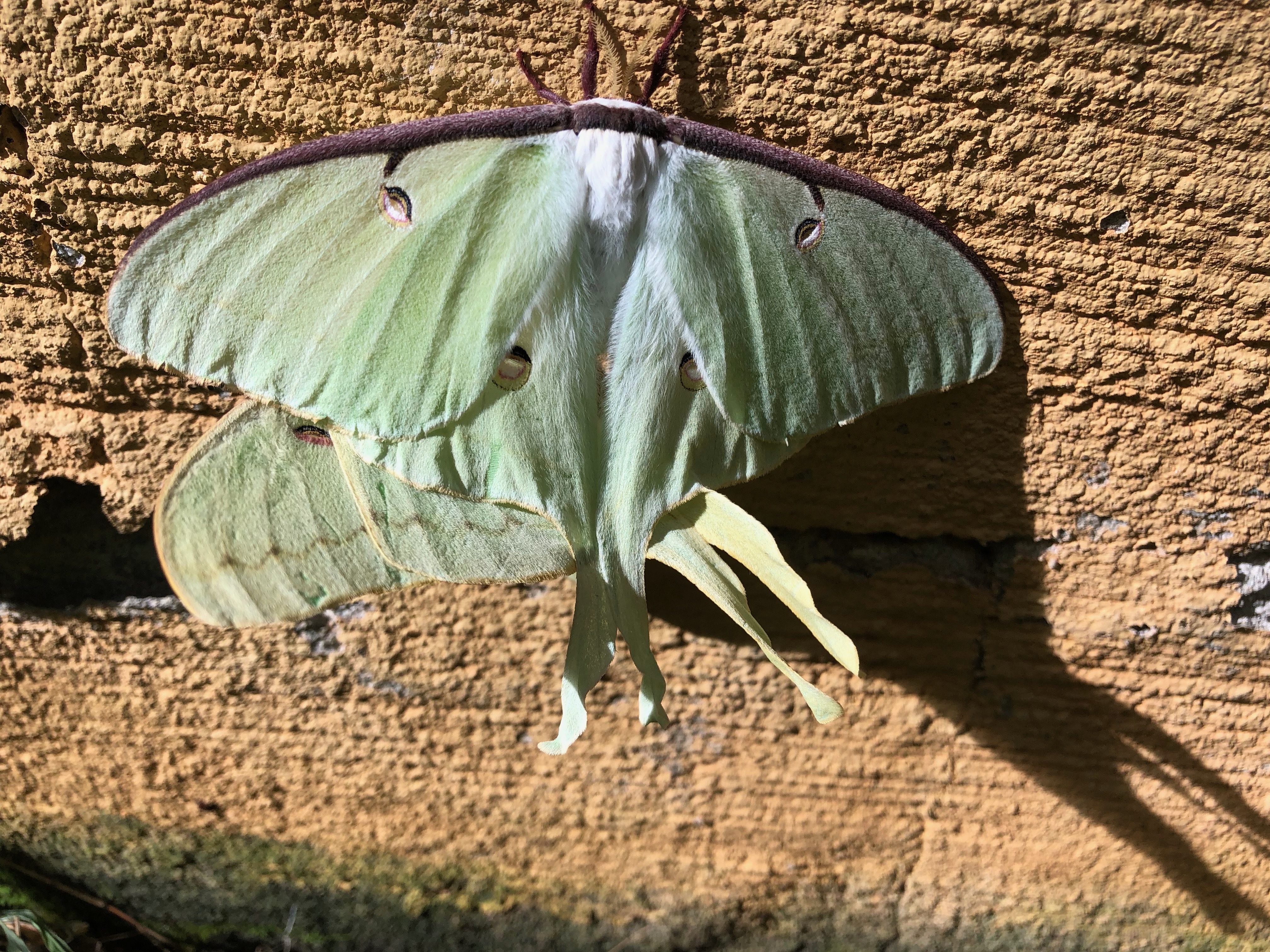 Georgia Butterflies And Moths Of North America   Img 3096 5 