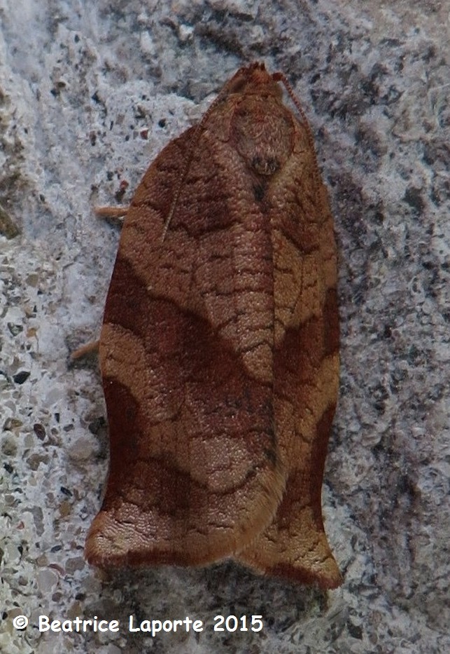 https://www.butterfliesandmoths.org/sites/default/files/bamona_images/img_4597_choristoneura_rosaceana_oblique-banded_leafroller_moth_cr.jpg