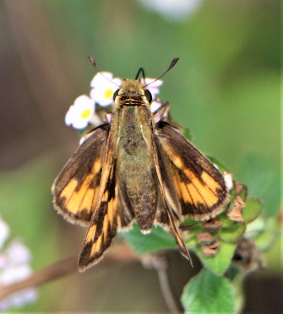 Texas | Butterflies and Moths of North America