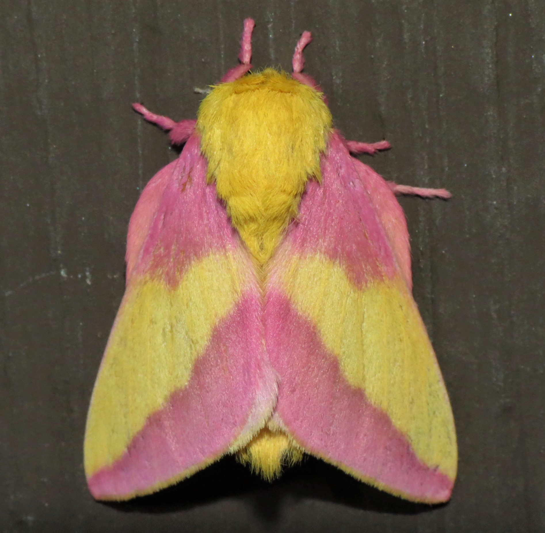 Rosy Maple Moth on Red Oak Seeds