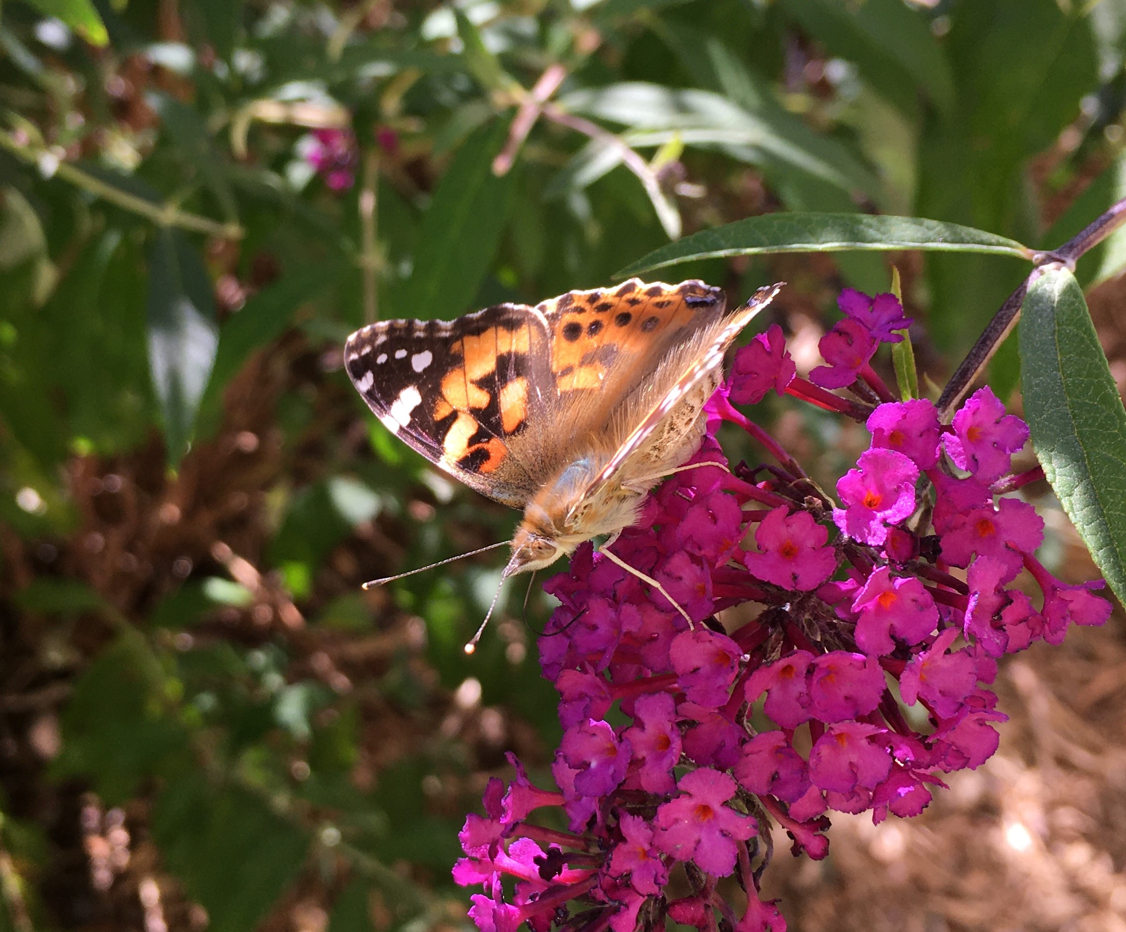 Colorado Butterflies And Moths Of North America   Img 7800 2 