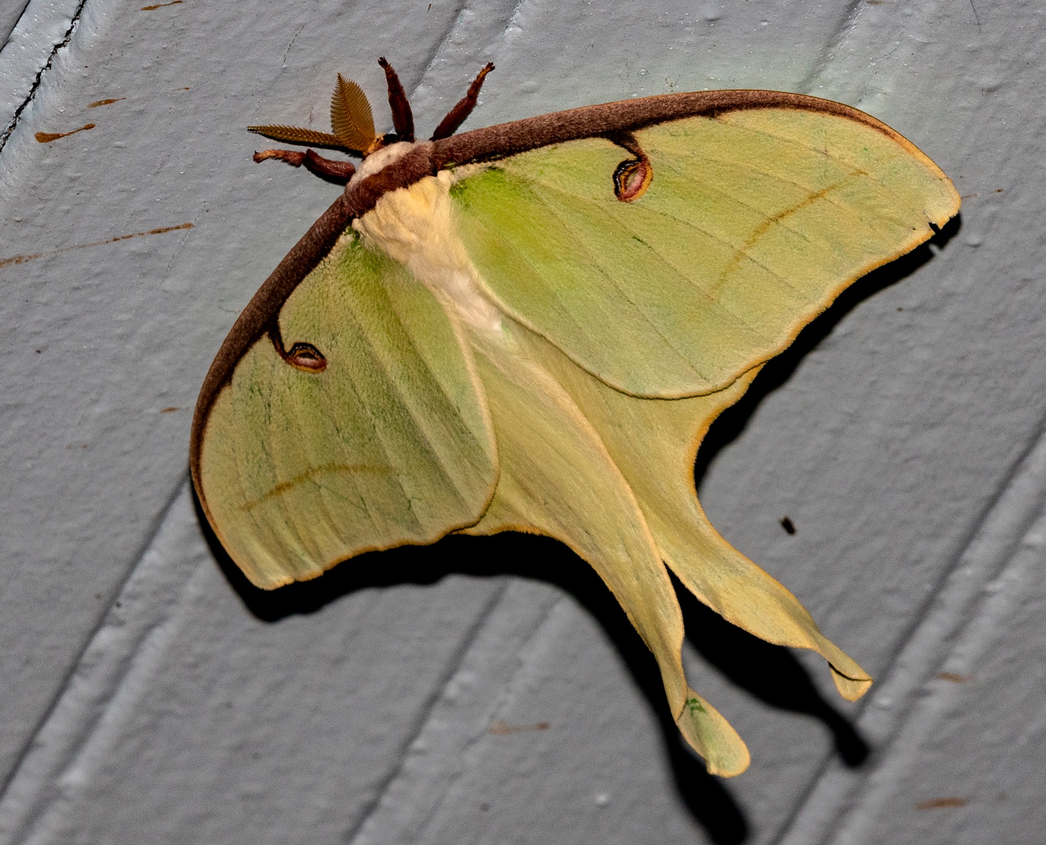 Georgia Butterflies And Moths Of North America   Luna Moth 54 