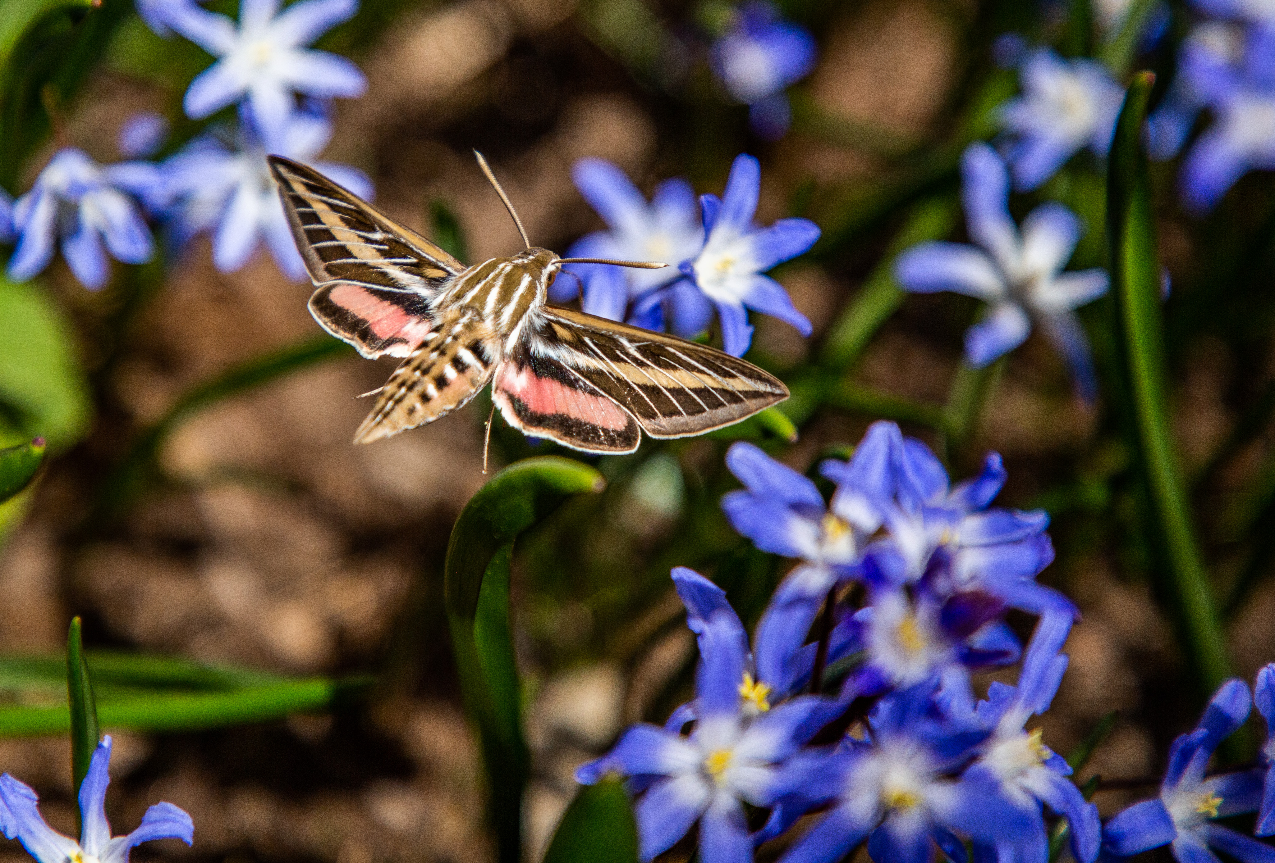 Colorado Butterflies and Moths of North America