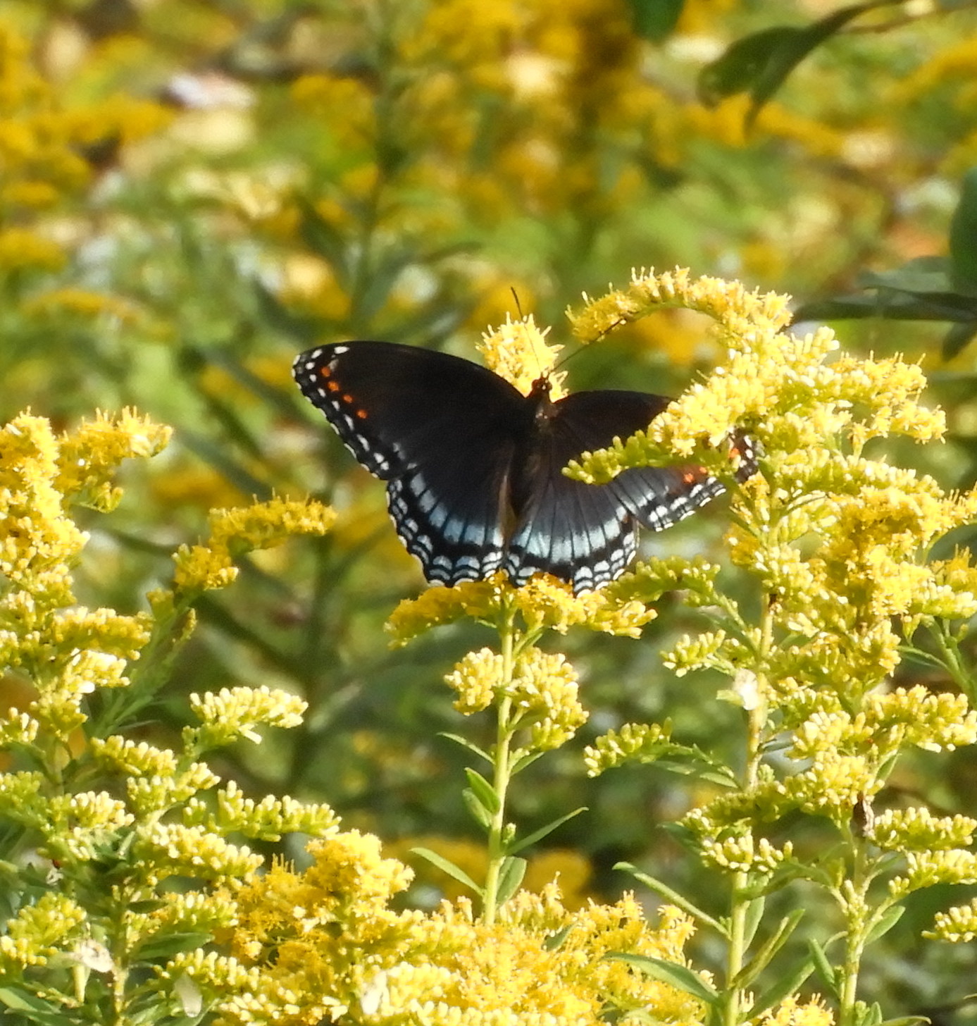 Pennsylvania Butterflies and Moths of North America