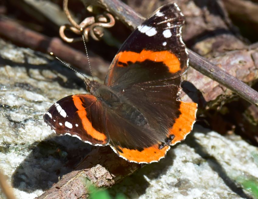 New York Butterflies And Moths Of North America