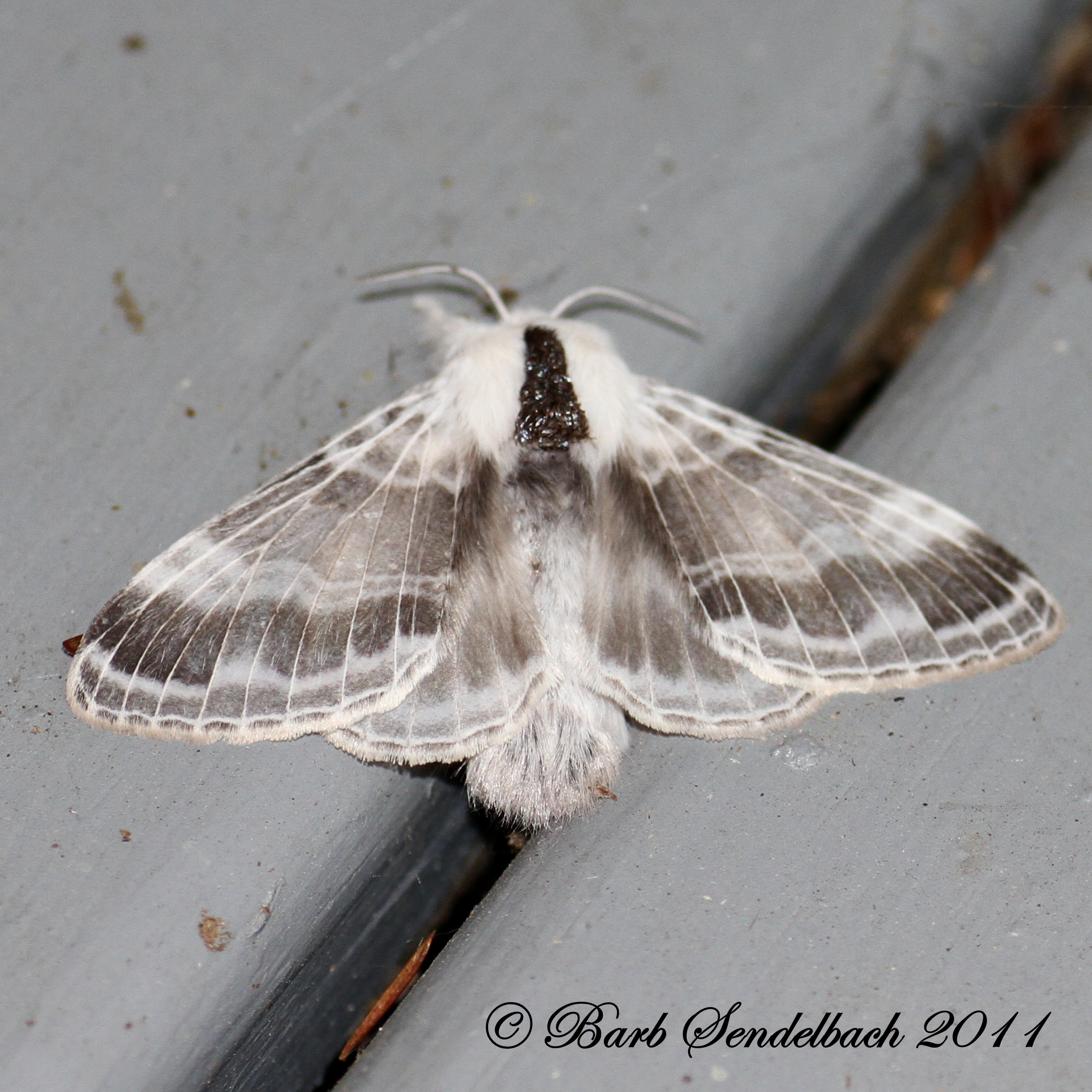 white fuzzy moth