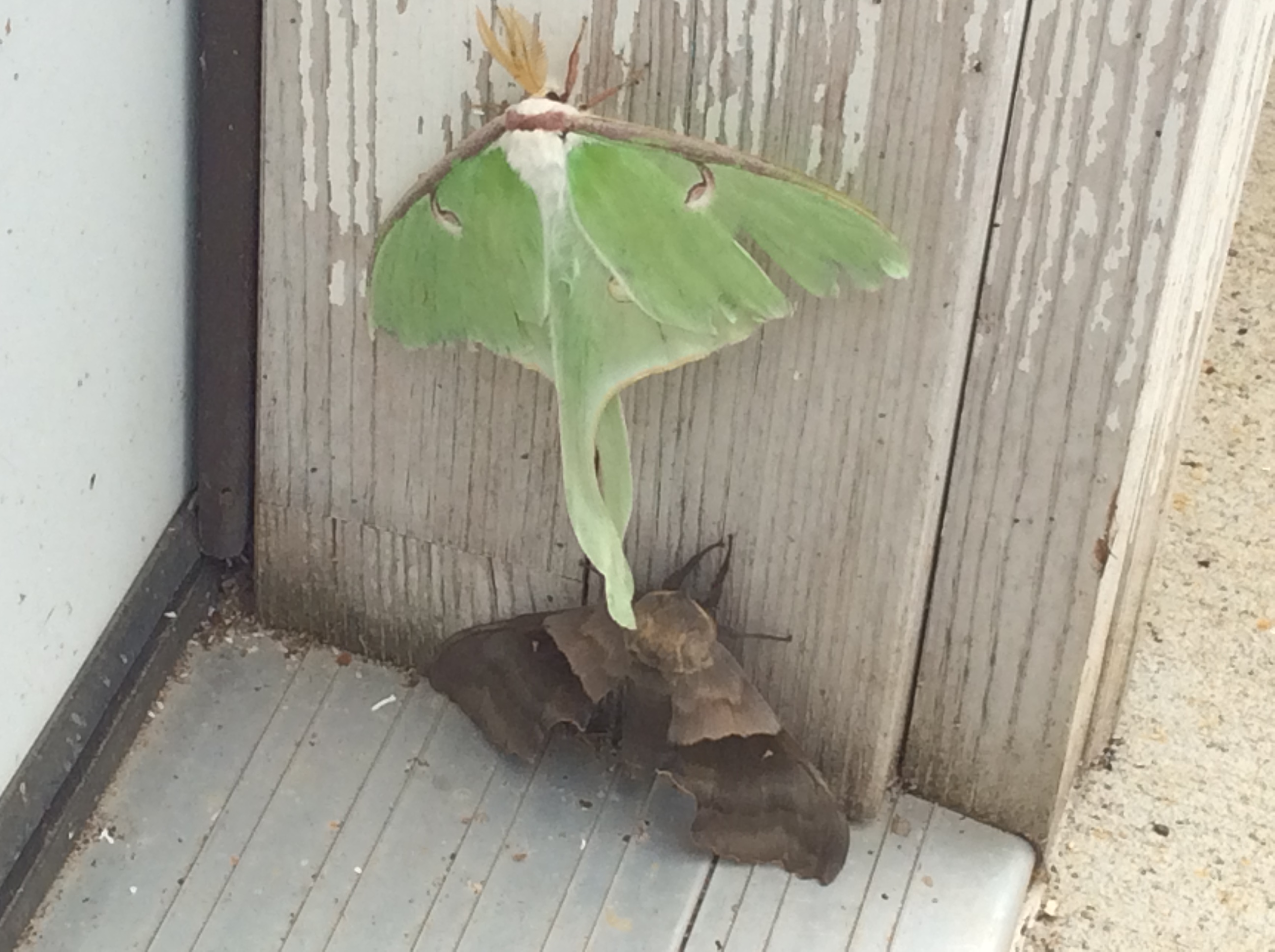 Minnesota Butterflies And Moths Of North America   83c3554f B2bb 43d0 9b6c C36501a9a0ab 