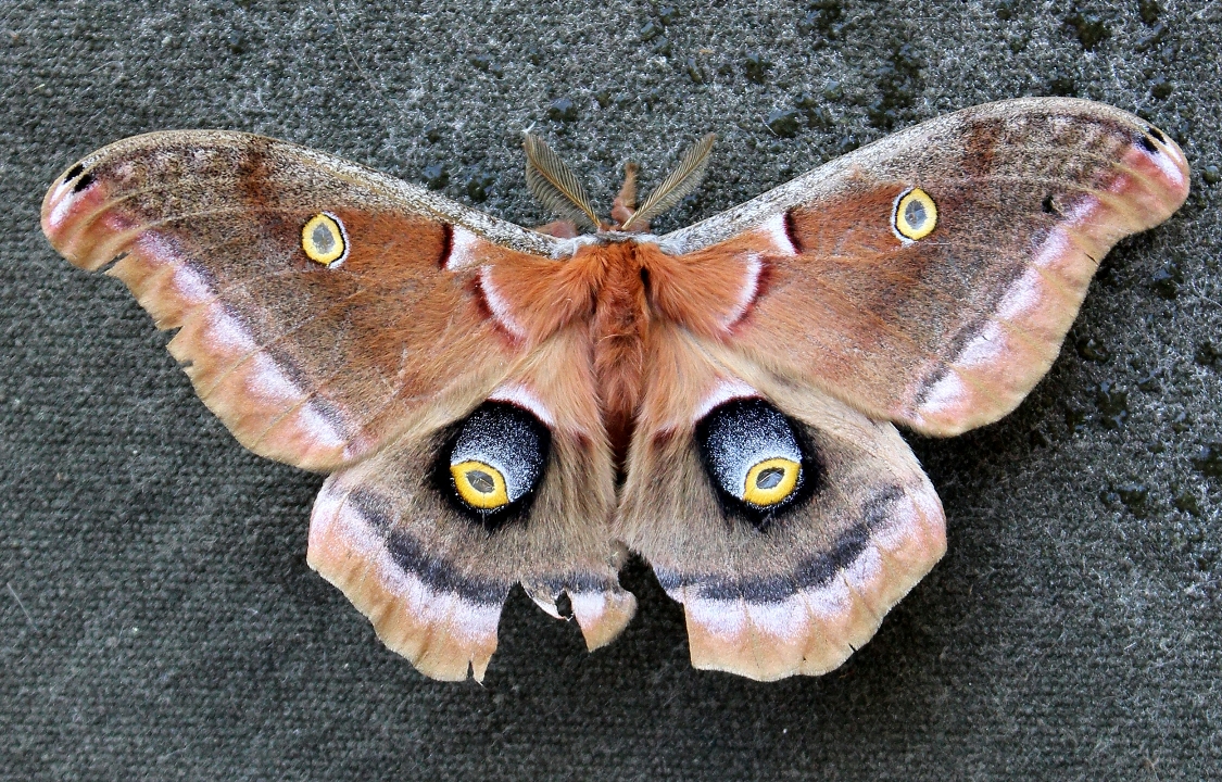 Minnesota | Butterflies and Moths of North America