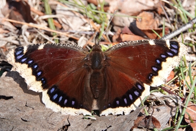 New York | Butterflies and Moths of North America