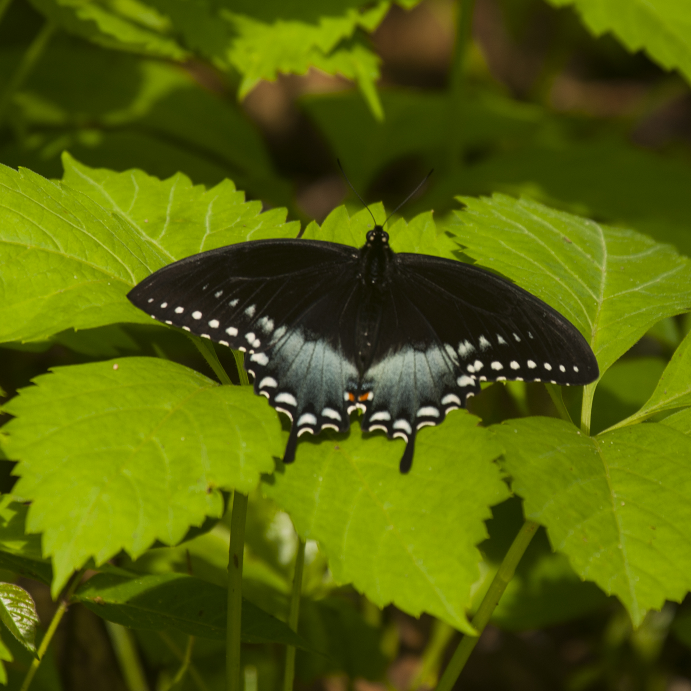 Ohio | Butterflies and Moths of North America