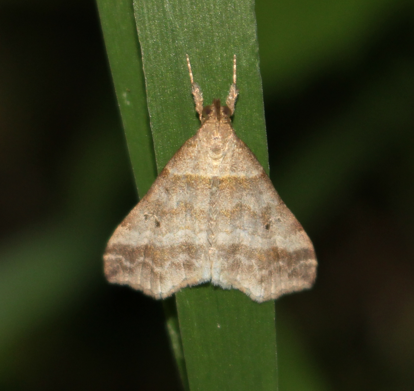 Wisconsin | Butterflies and Moths of North America