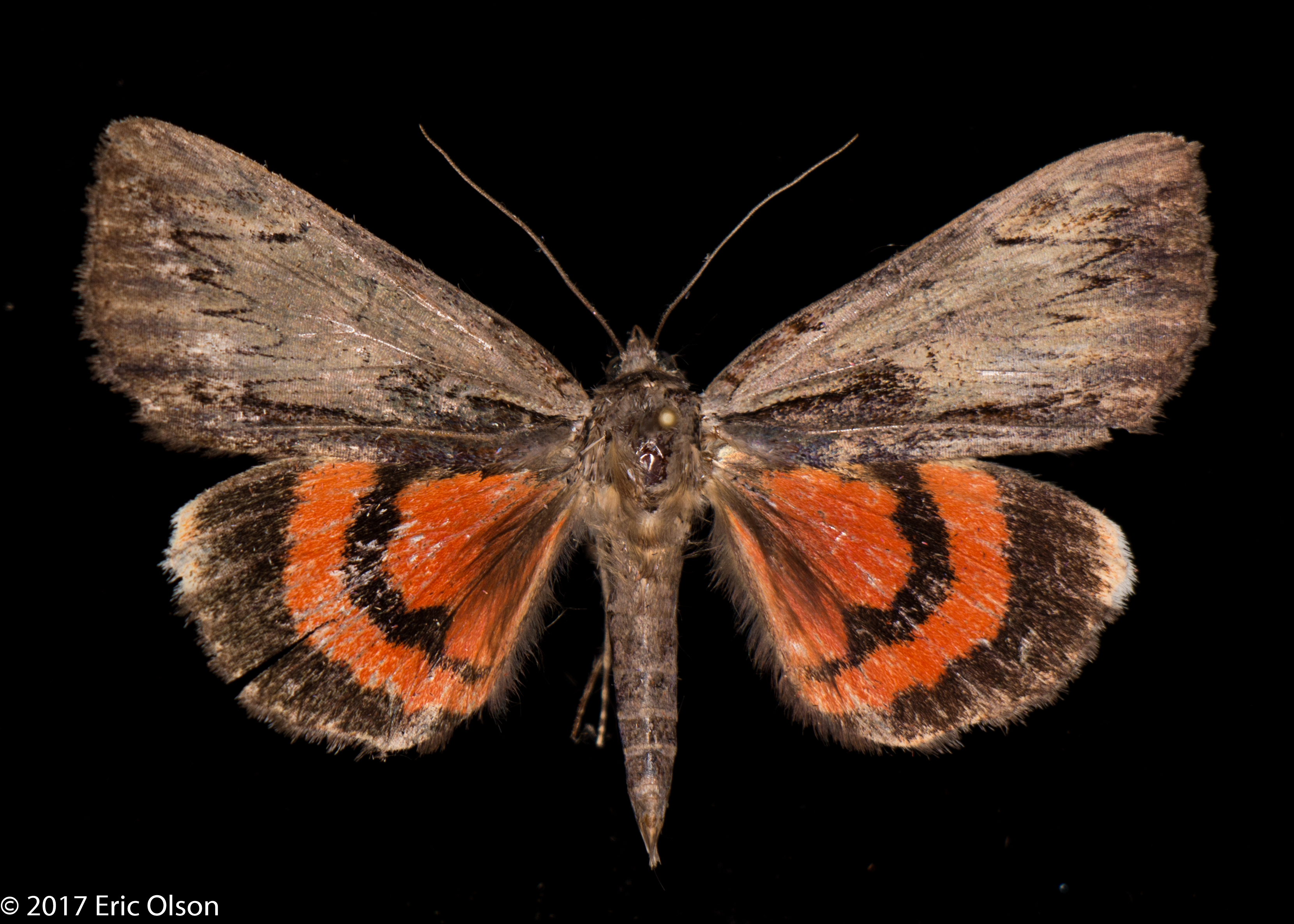 Colorado Butterflies and Moths of North America