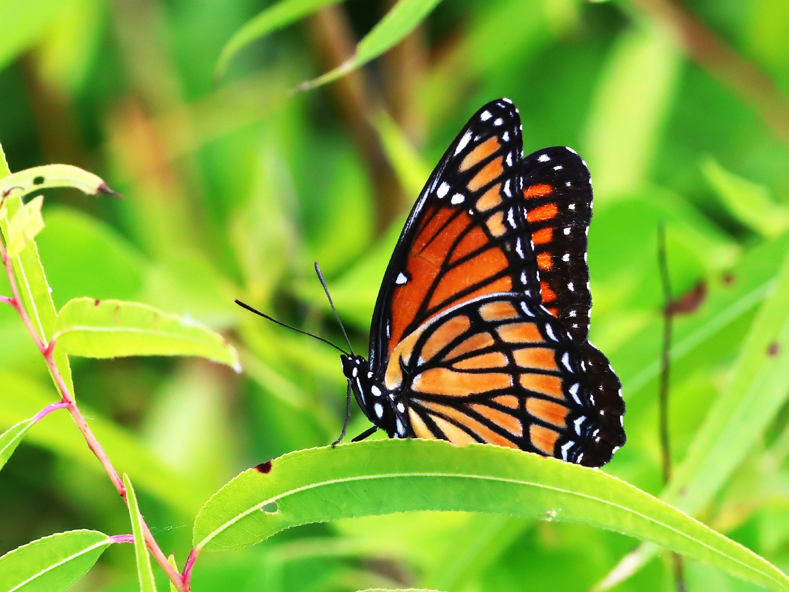 Louisiana | Butterflies and Moths of North America