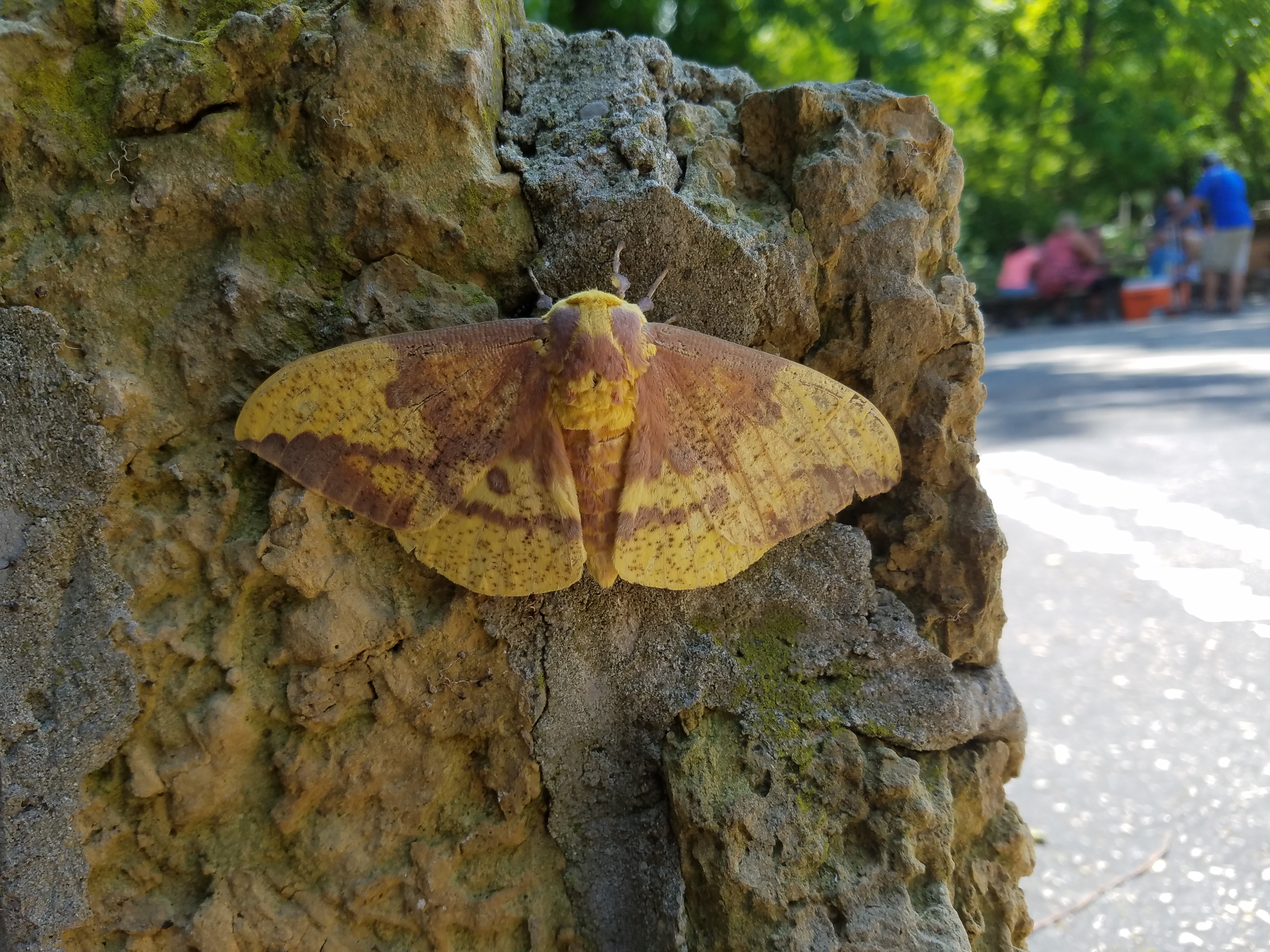 Imperial Moth From Annaka 20170723 125704 