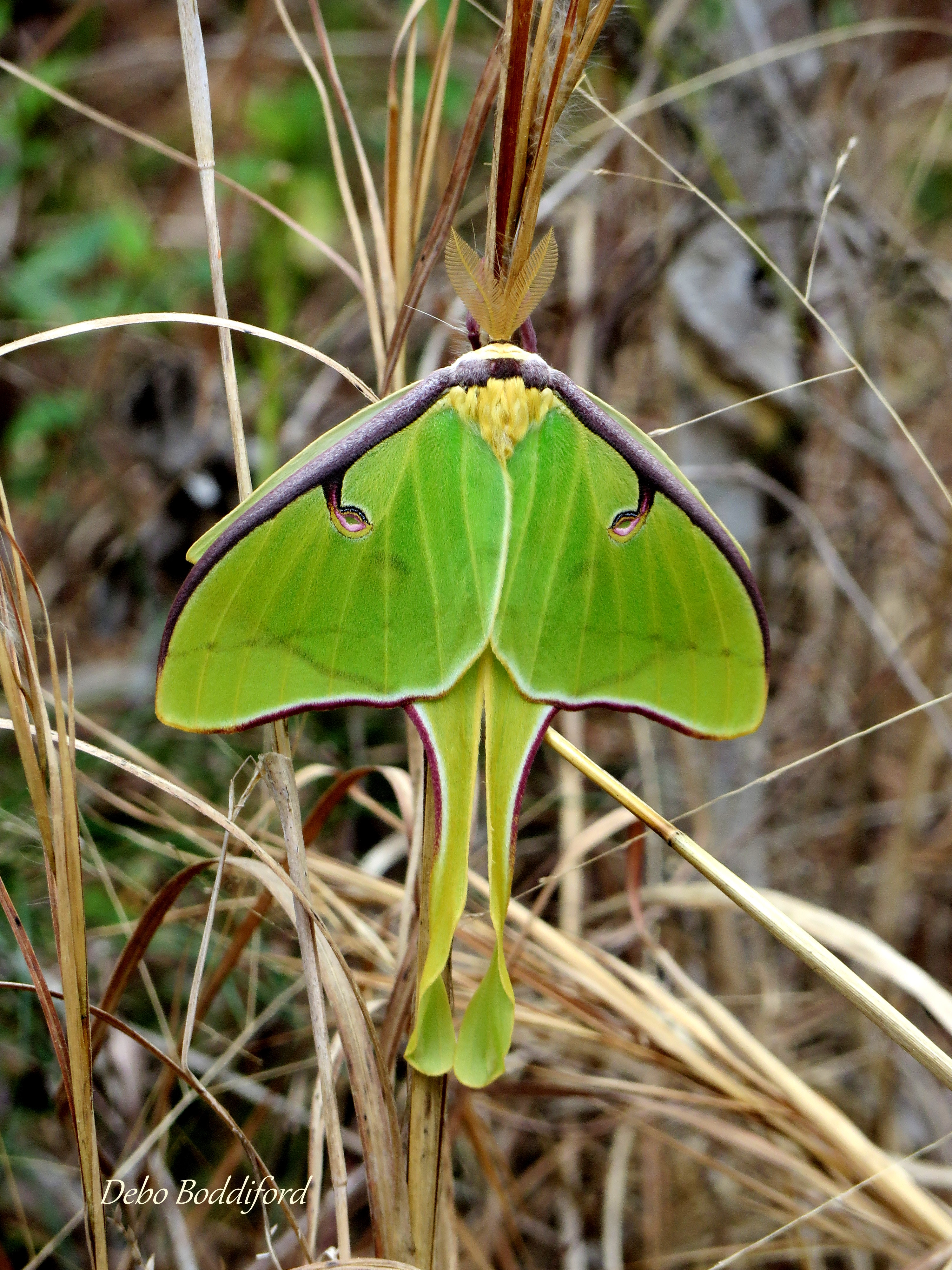 Georgia Butterflies And Moths Of North America   Luna Moth   Screven Co Ga   Tuckahoe Wma 