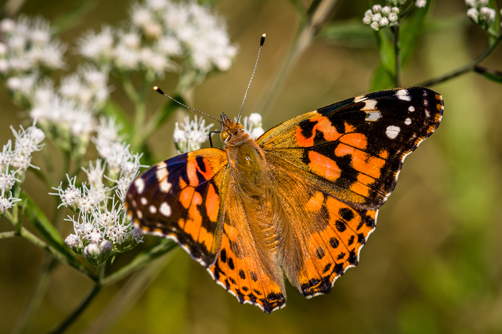 Indiana | Butterflies and Moths of North America